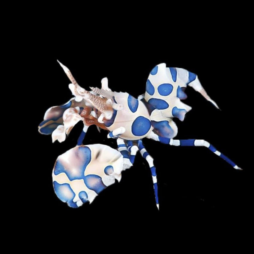 Harlequeen Shrimp Reef Lounge USA