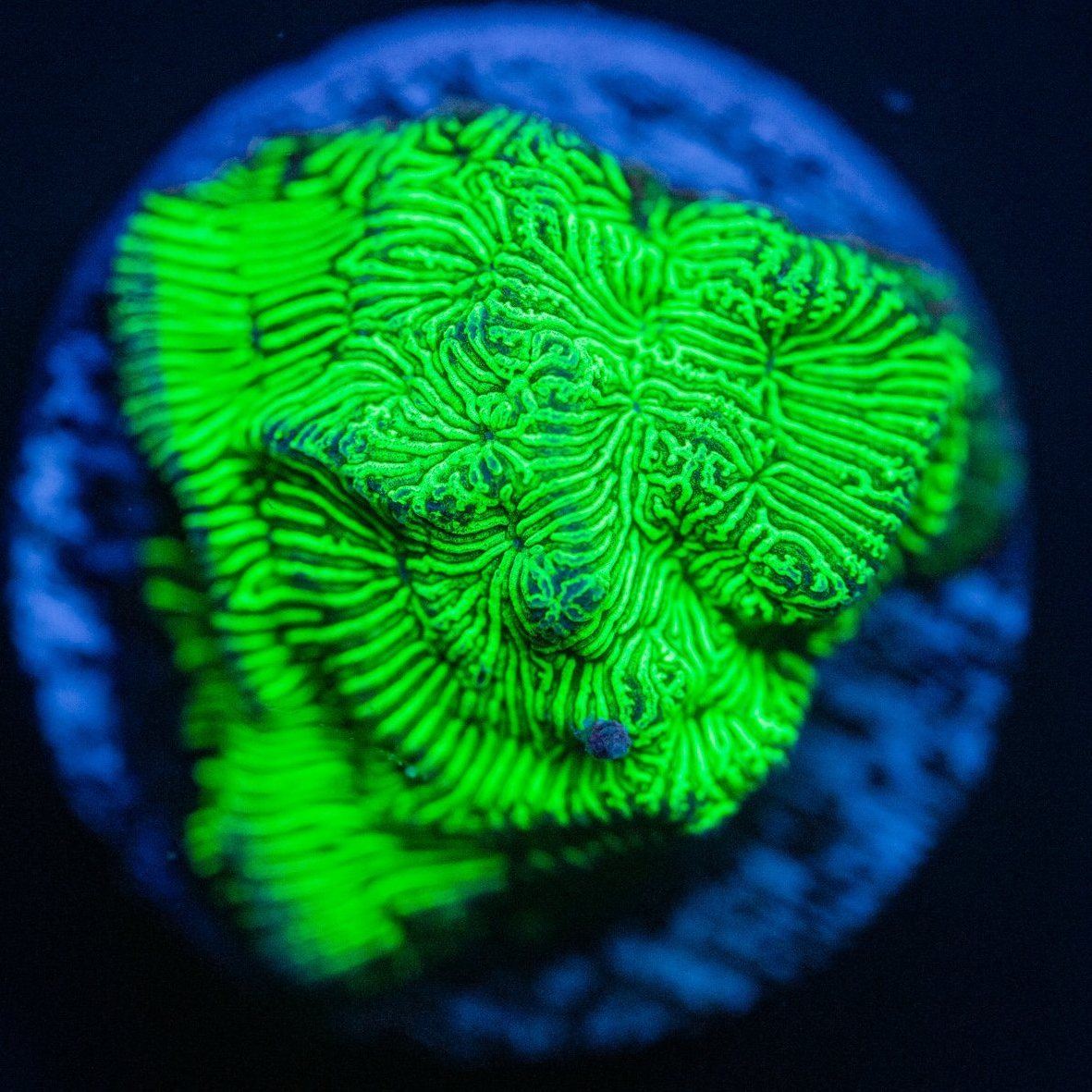 Incredible Hulk Leptoseris Leptoseris Reef Lounge USA