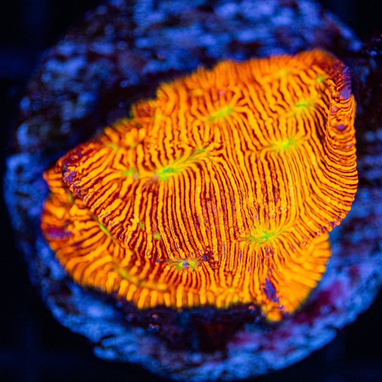 Jack O Lantern Leptoseris Leptoseris Reef Lounge USA 