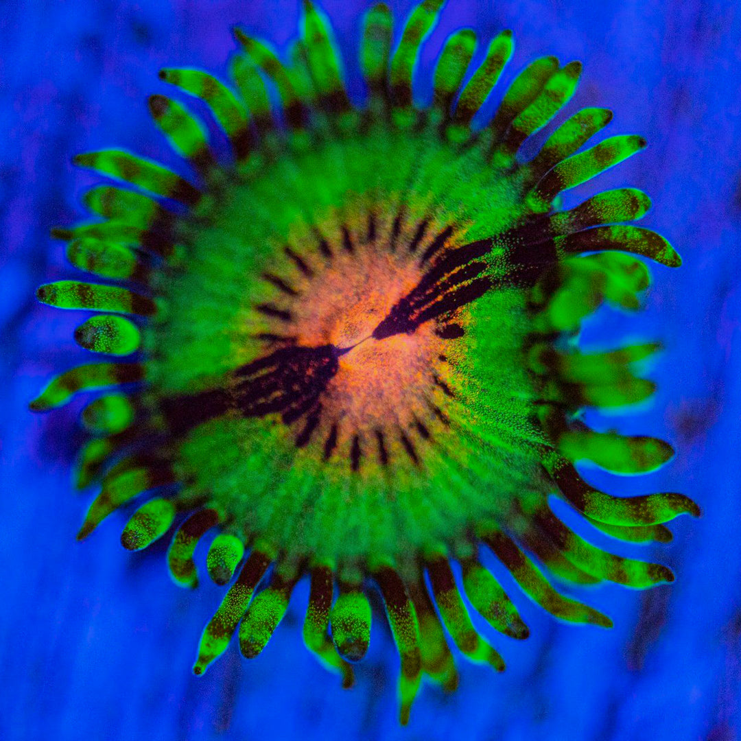 JF Bloodshot Zoanthids Zoa Coral Reef Lounge USA
