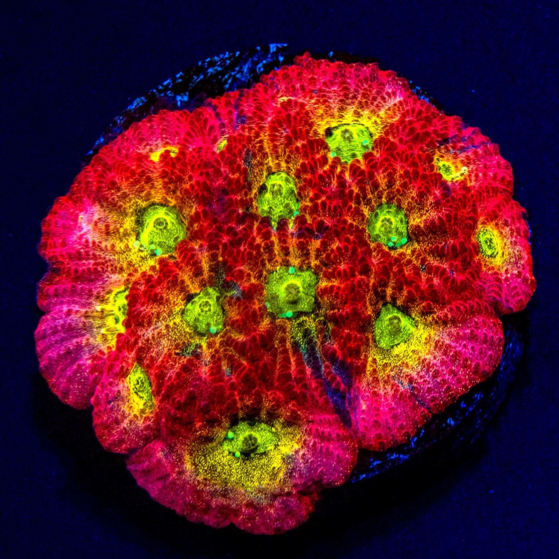 JF Dayglo Favia Favia Reef Lounge USA
