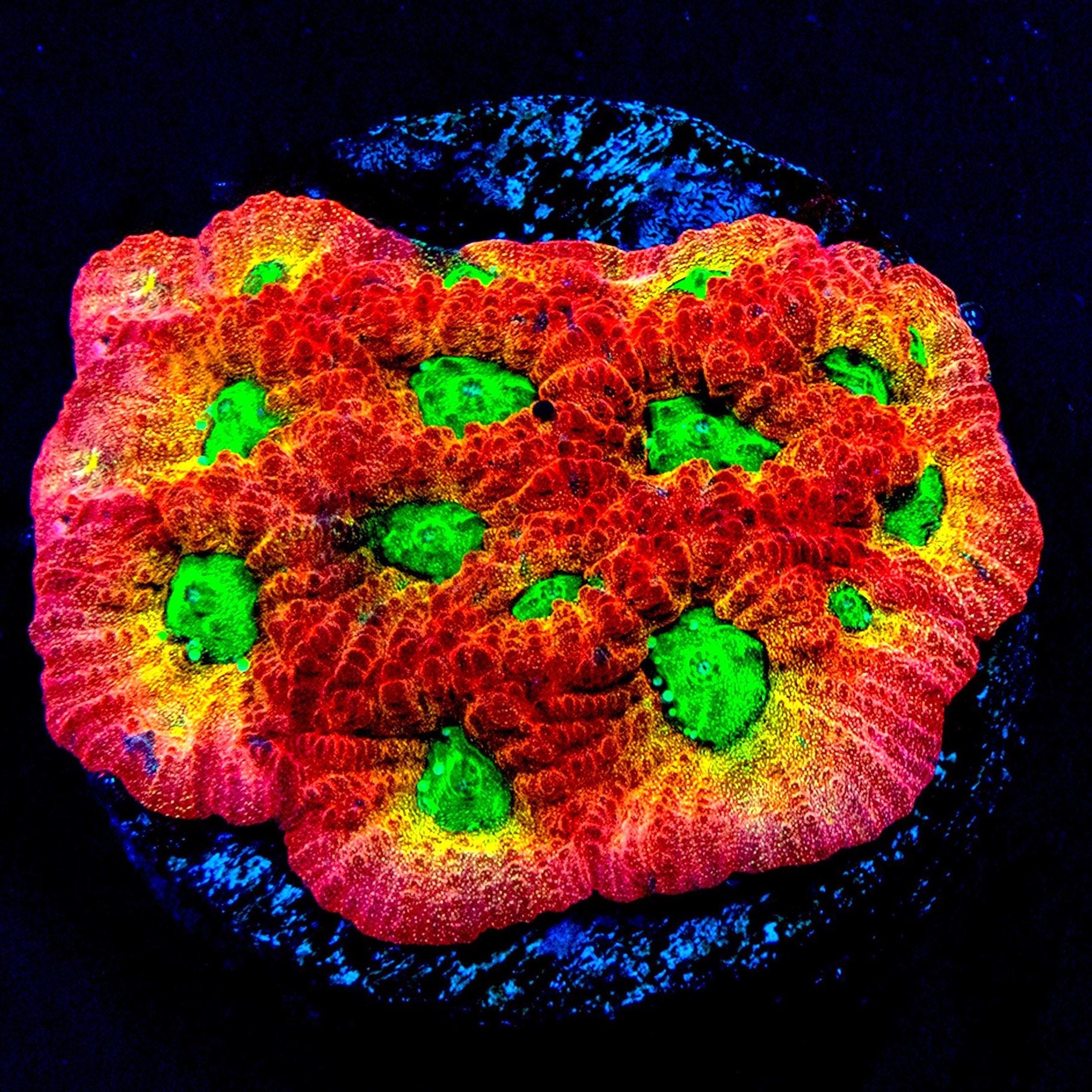 JF Dayglo Favia Favia Reef Lounge USA 