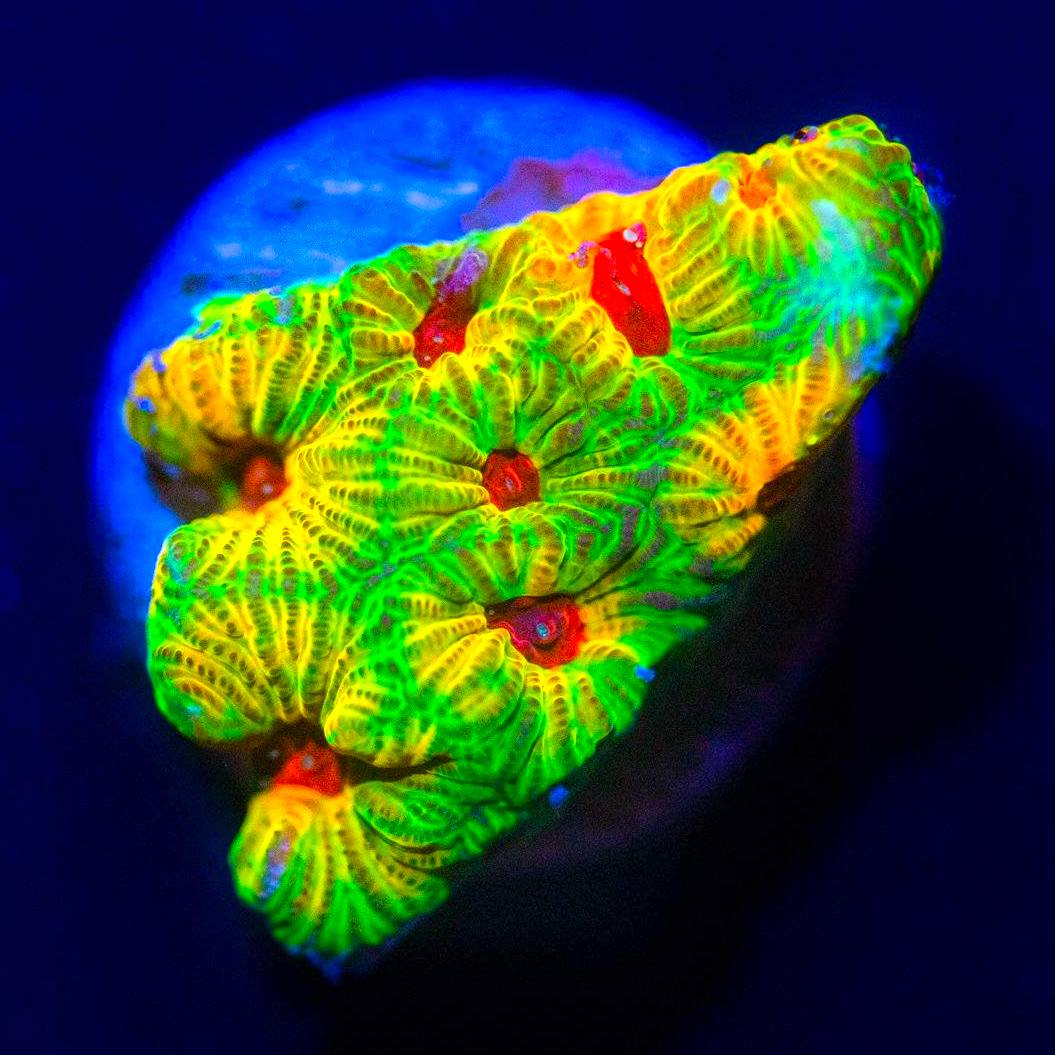 JF Fascination Favia Favia Reef Lounge USA