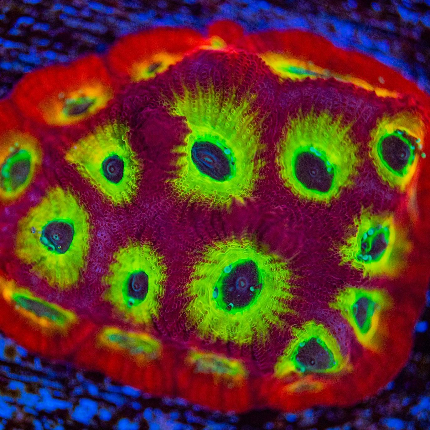 JF Sector Favia Favia Reef Lounge USA