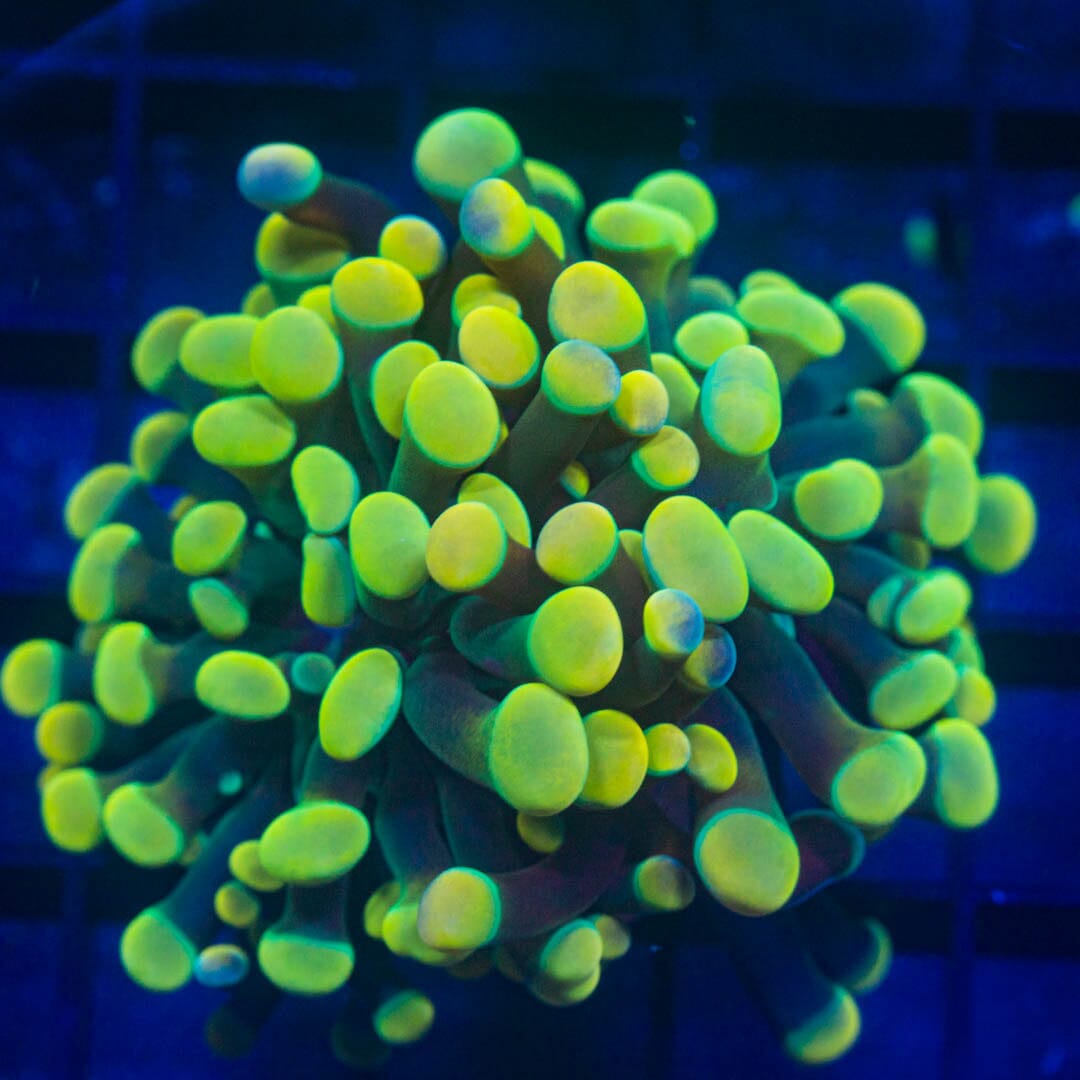 LIVESALE/ALMOST-WYSIWYG - Green Branching Hammer LS150 Reef Lounge Norco