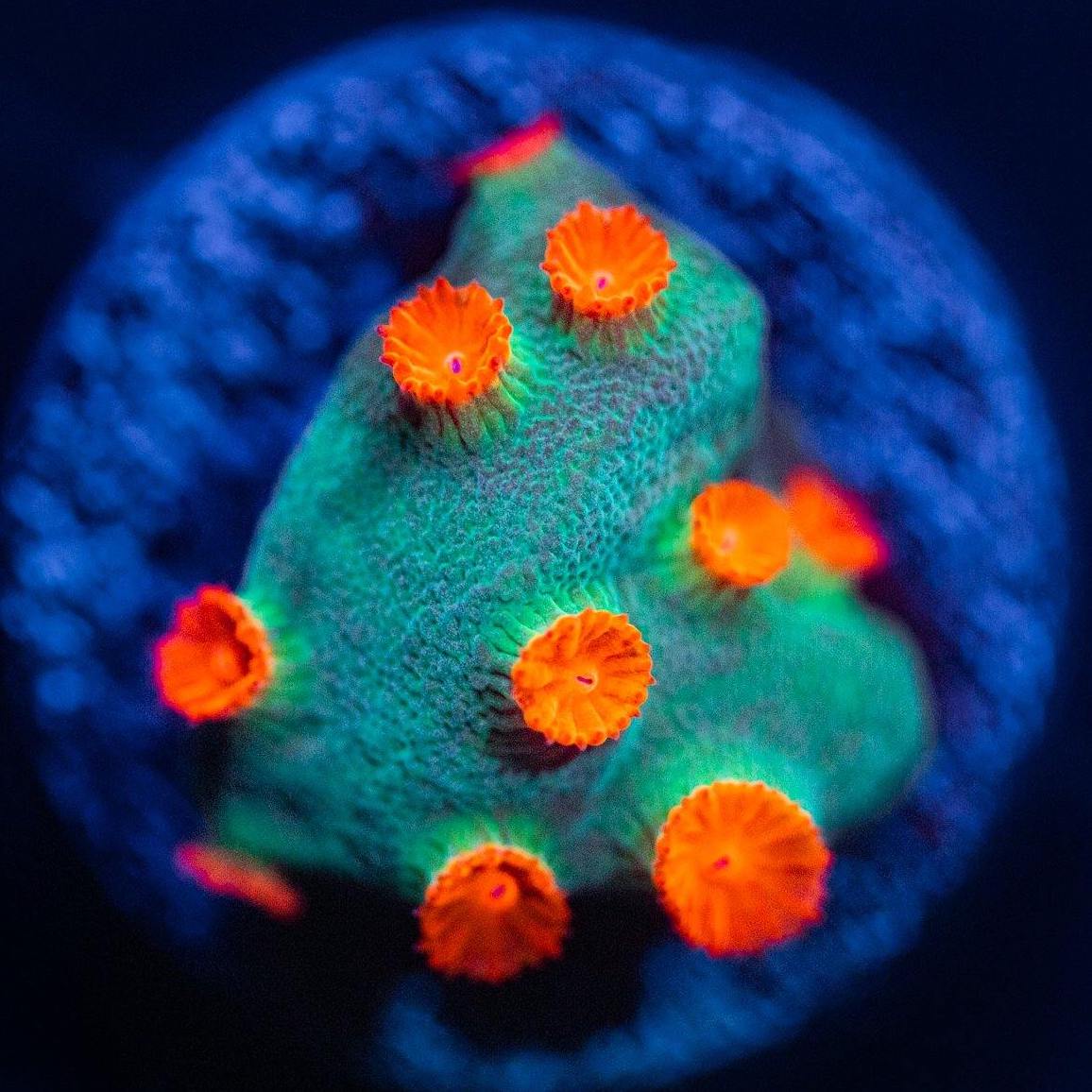 Meteor Shower Cyphastrea Cyphastrea Reef Lounge USA