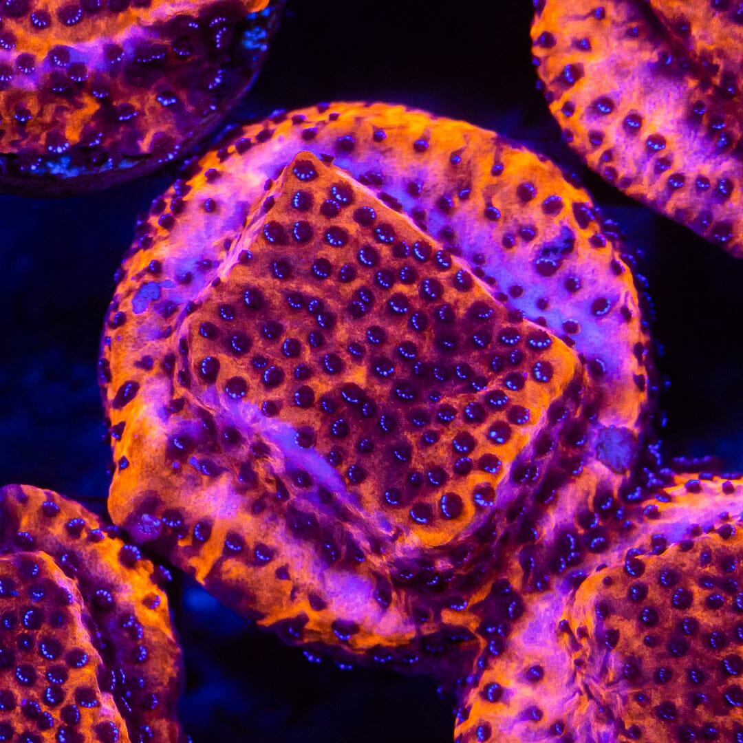 Mystic Monitpora Montipora Reef Lounge USA