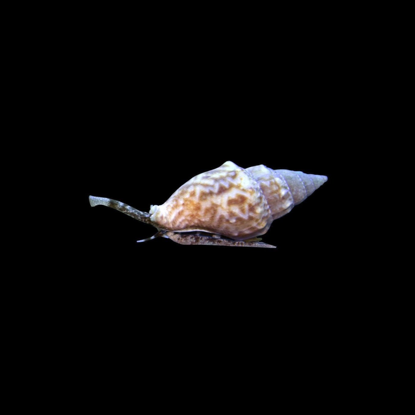 Nassarius Snail Reef Lounge USA
