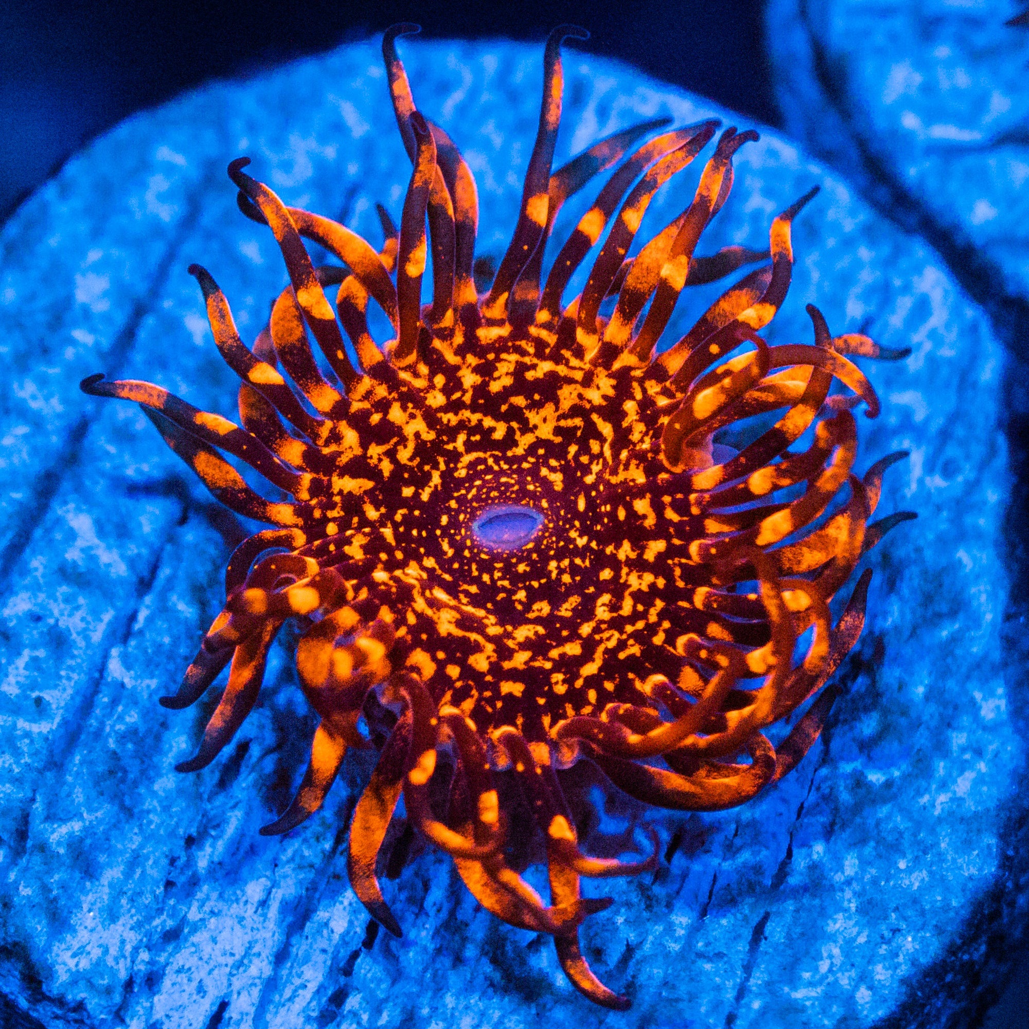 OG Nightmare Zoanthids Zoa Reef Lounge USA