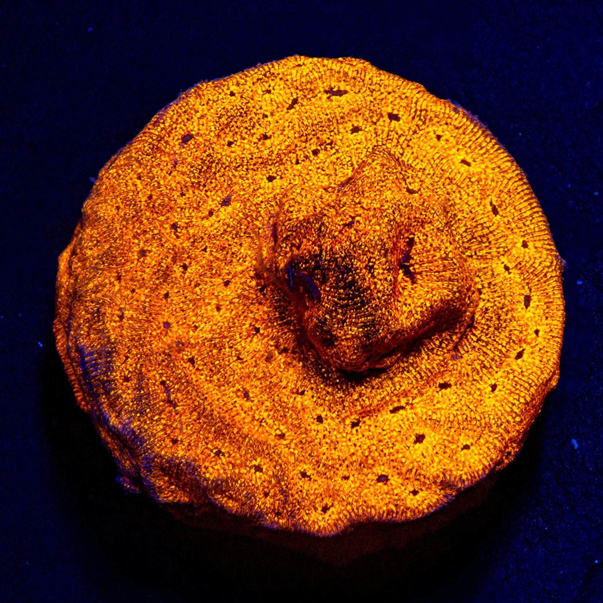 Orange Pachyseris Reef Lounge USA
