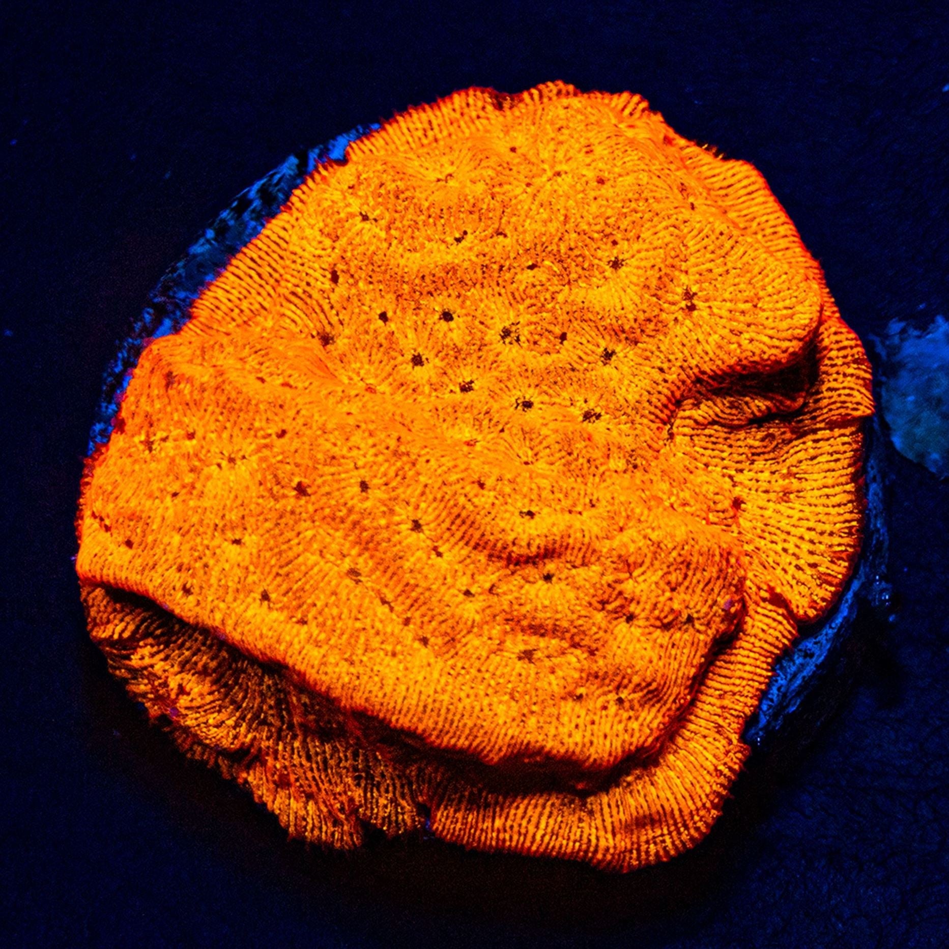 Orange Pachyseris Reef Lounge USA