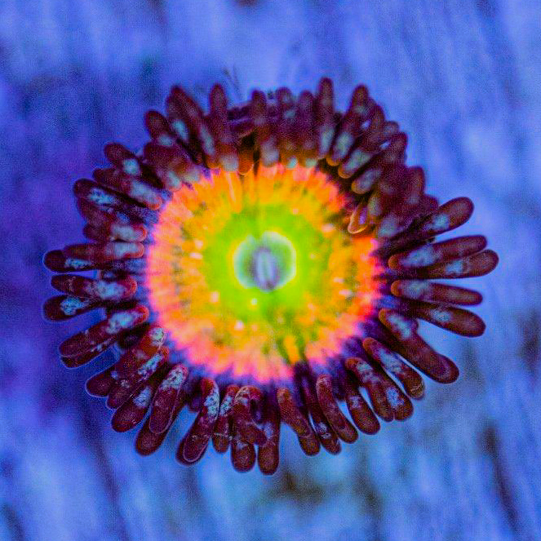 Orange Rainbow Zoanthids Zoa Reef Lounge USA