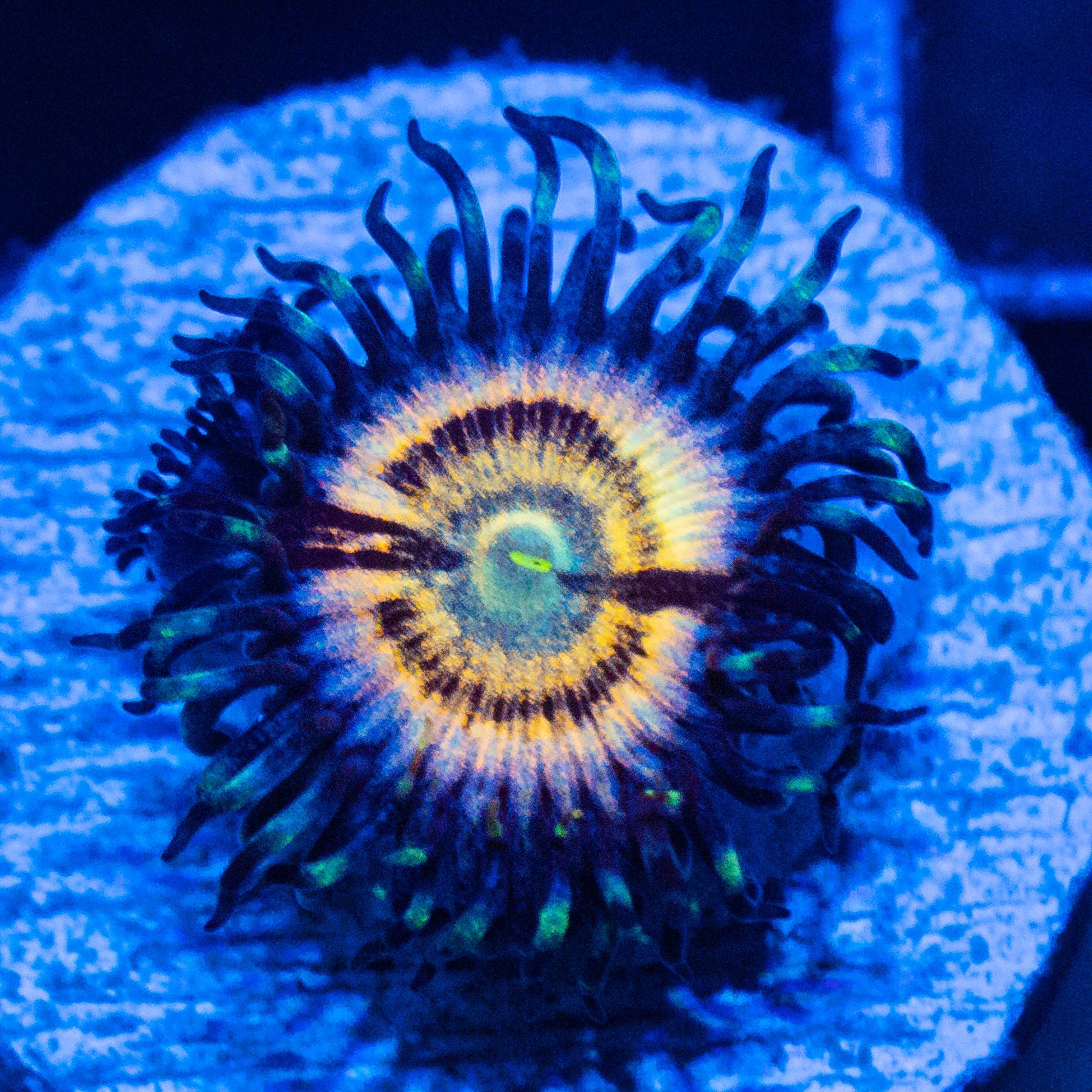 Petroglyph Zoanthids Zoa Reef Lounge USA