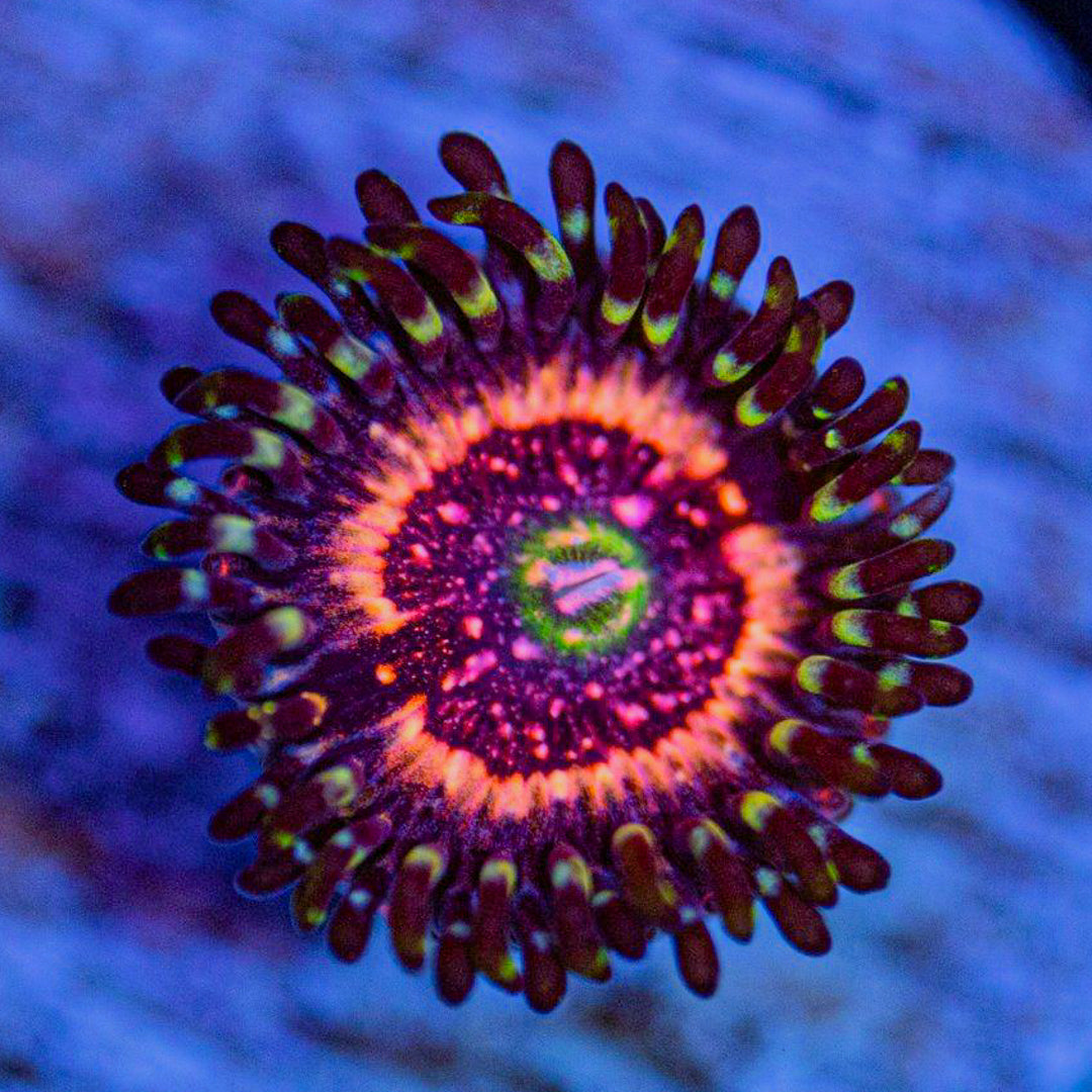 Pink Zipper Zoa Zoa Reef Lounge USA
