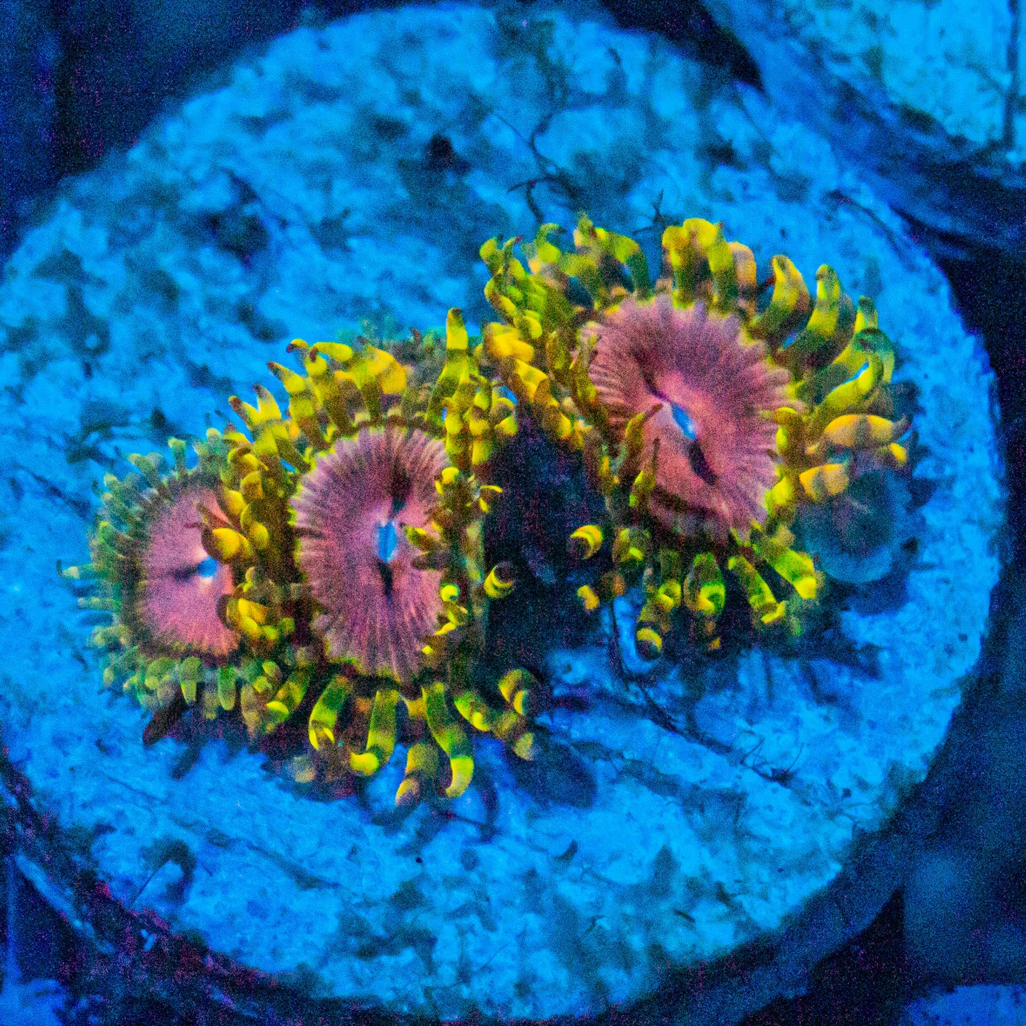 Purple Monster Zoanthids Soft Coral Reef Lounge USA
