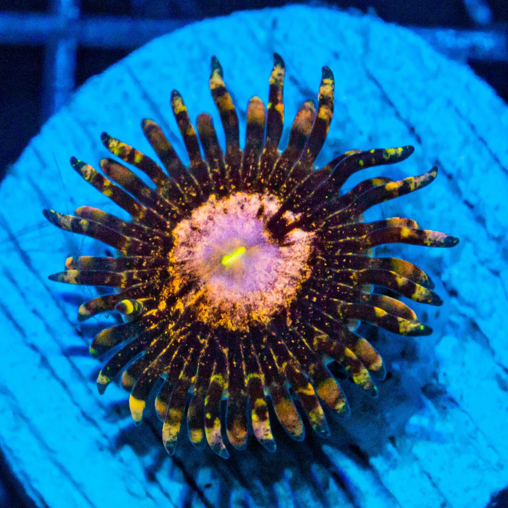 Queen Krakatoa Zoanthids Soft Coral Reef Lounge USA
