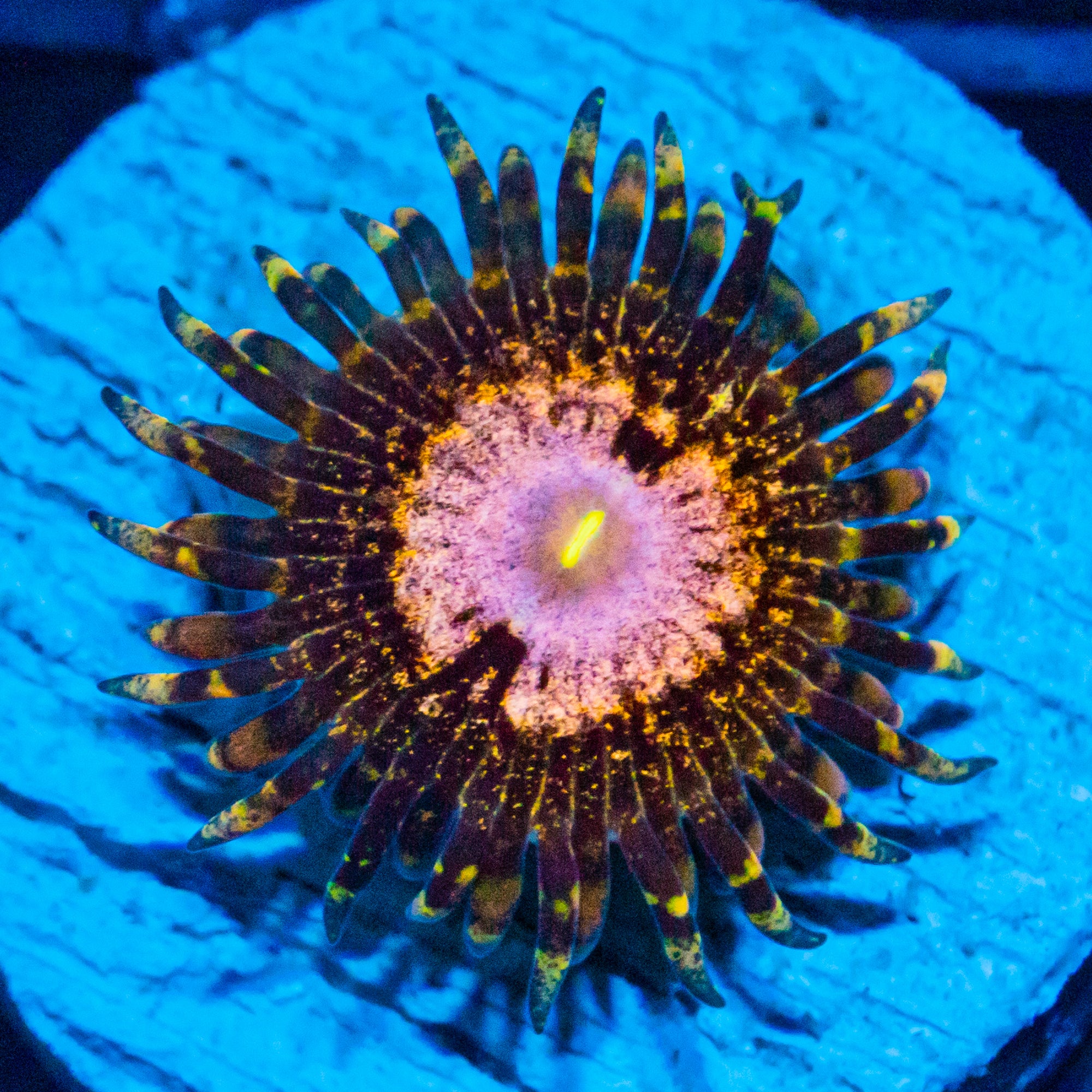 Queen Krakatoa Zoanthids Soft Coral Reef Lounge USA