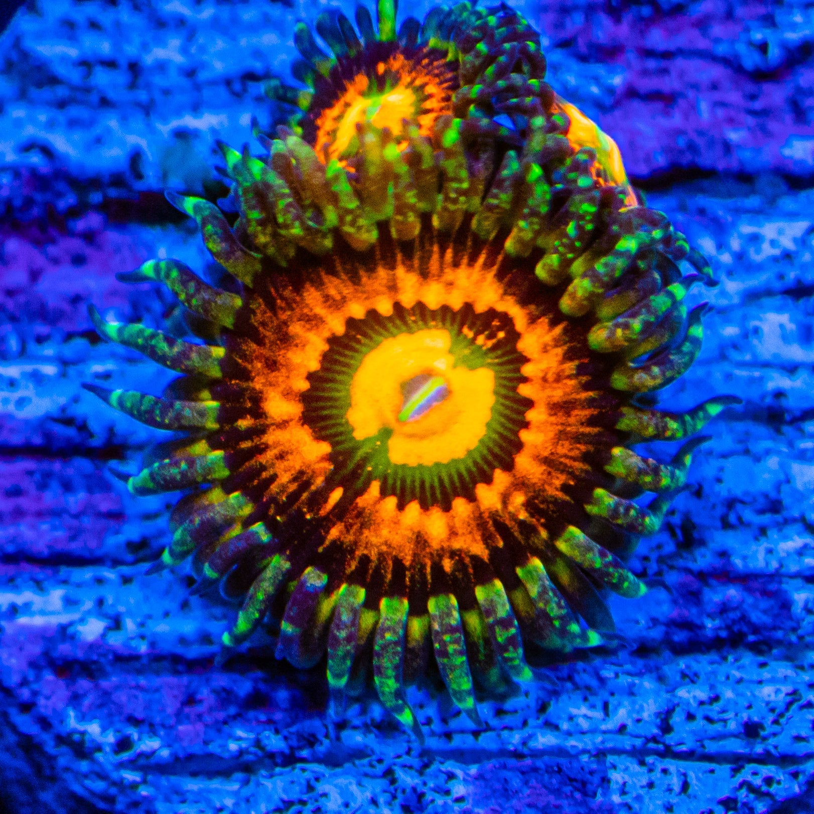 Rainbow Incinerator Zoanthids Soft Coral Reef Lounge USA