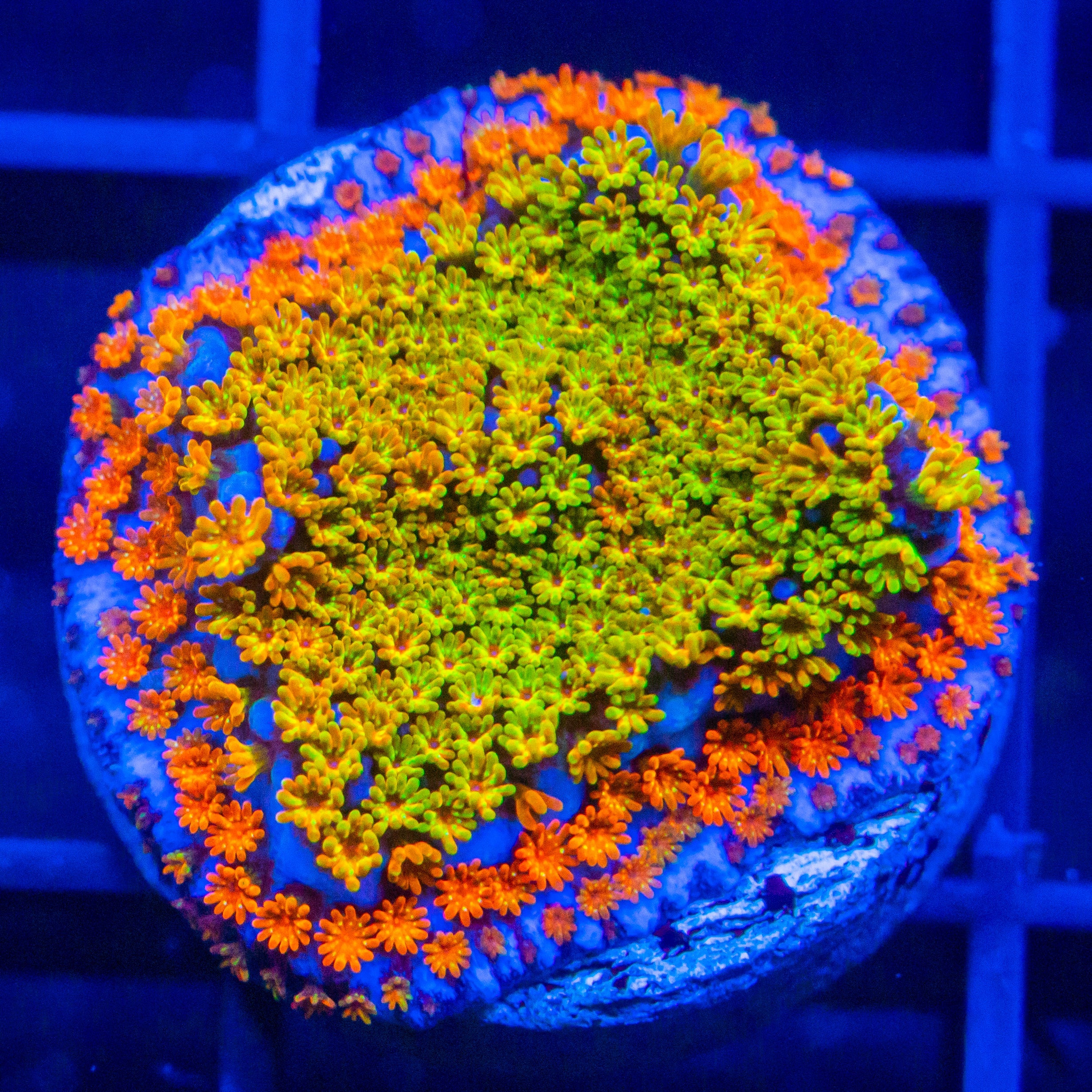 Rainbow Montipora Montipora Reef Lounge USA
