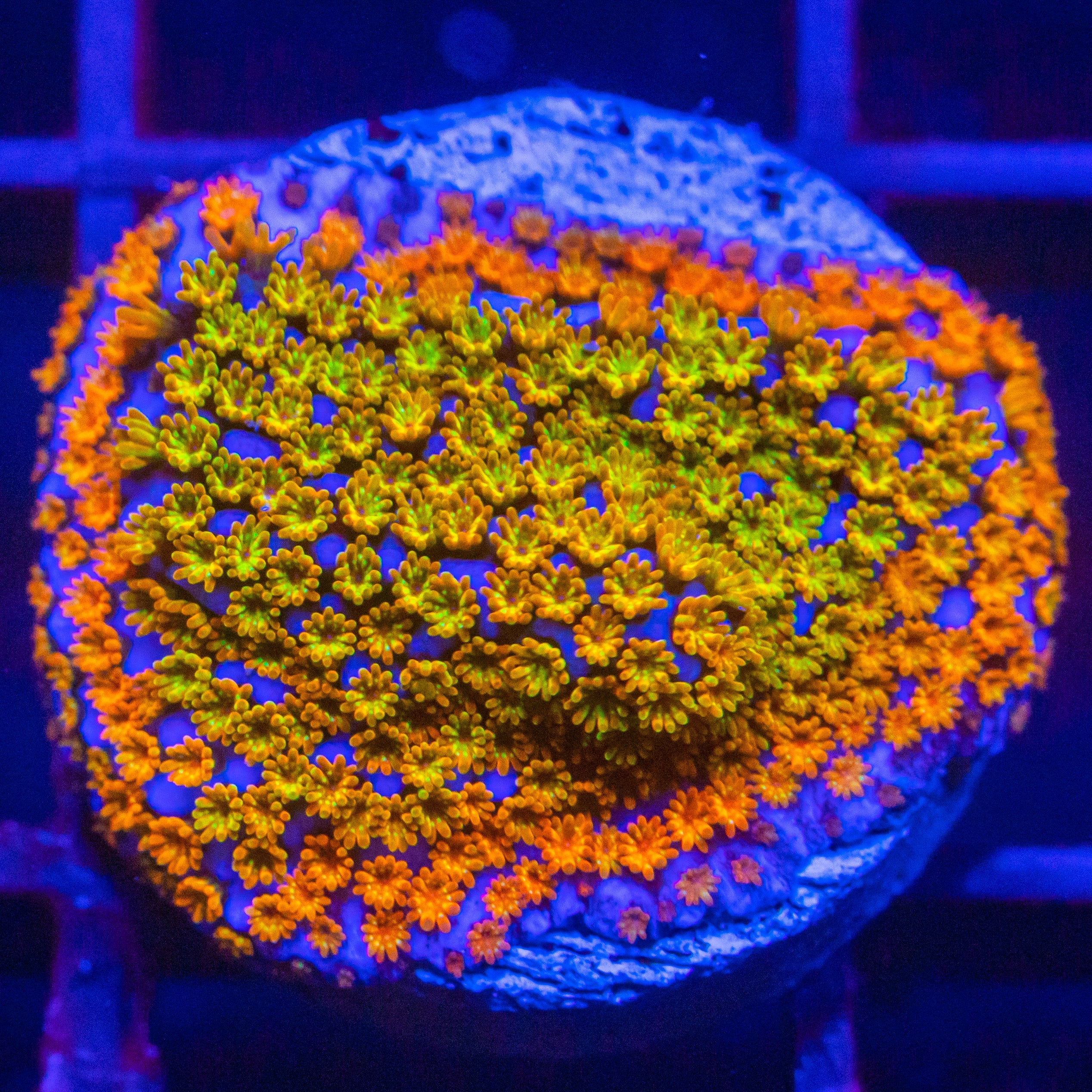 Rainbow Montipora Montipora Reef Lounge USA 