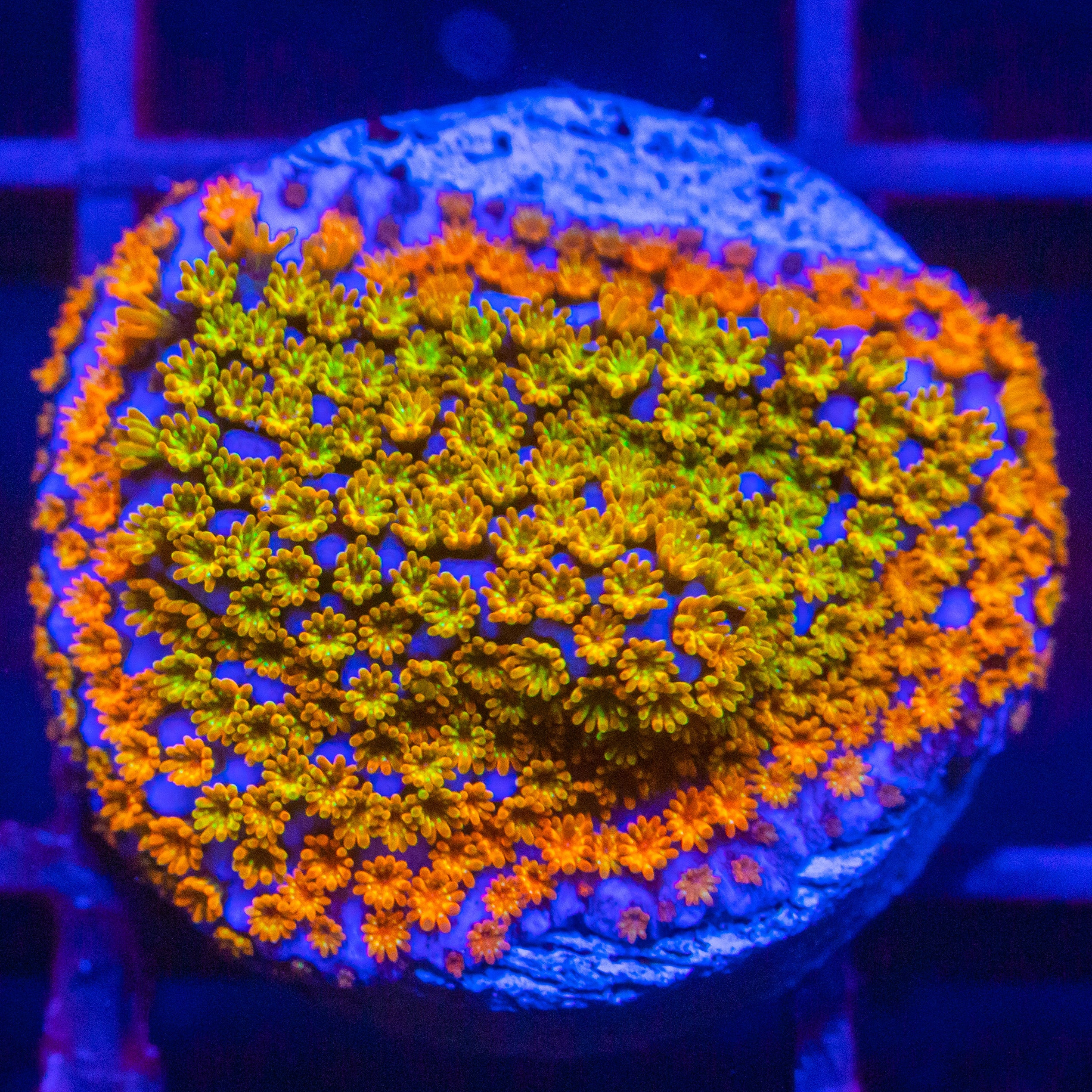 Rainbow Montipora Montipora Reef Lounge USA
