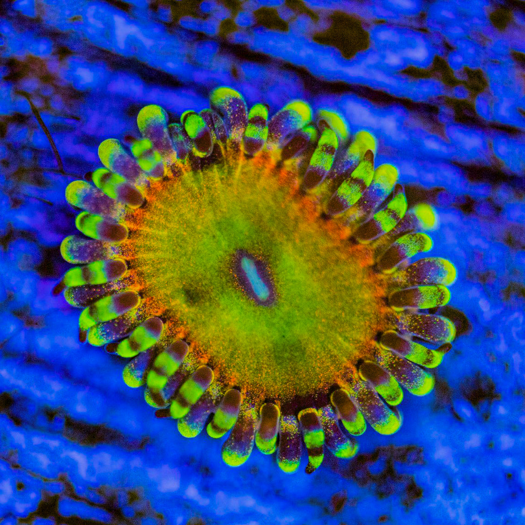 Rainbow Troll Zoanthids