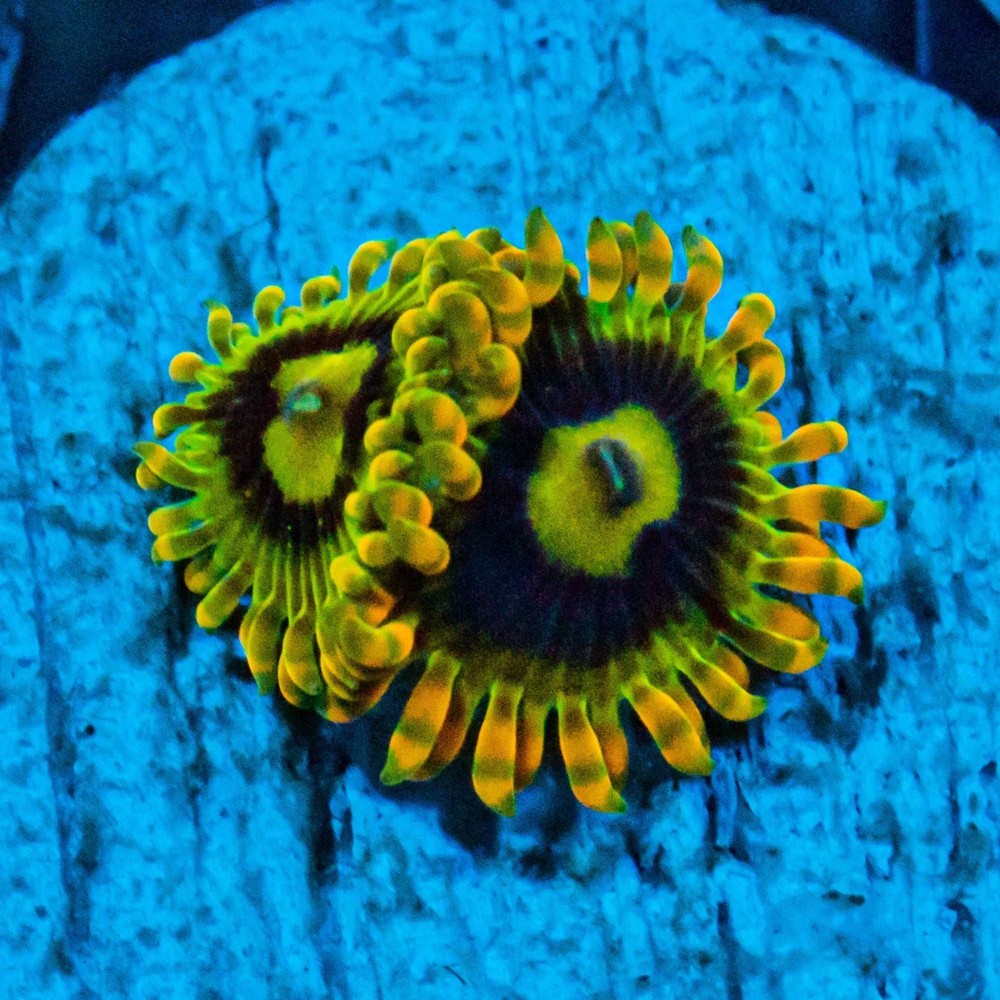 Rainbow Yoda Zoanthids