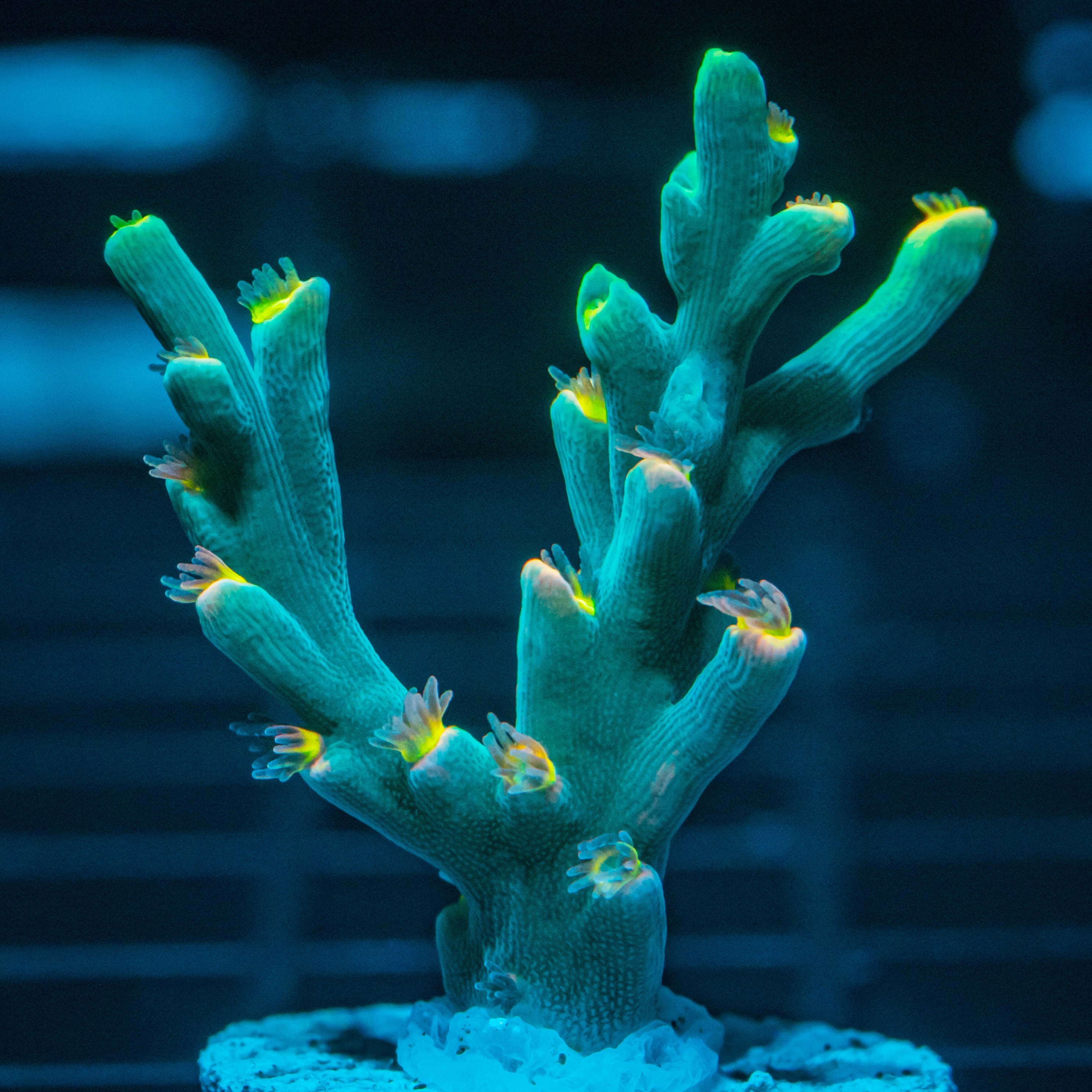 RL Acropora Speciosa SPS Coral Reef Lounge USA