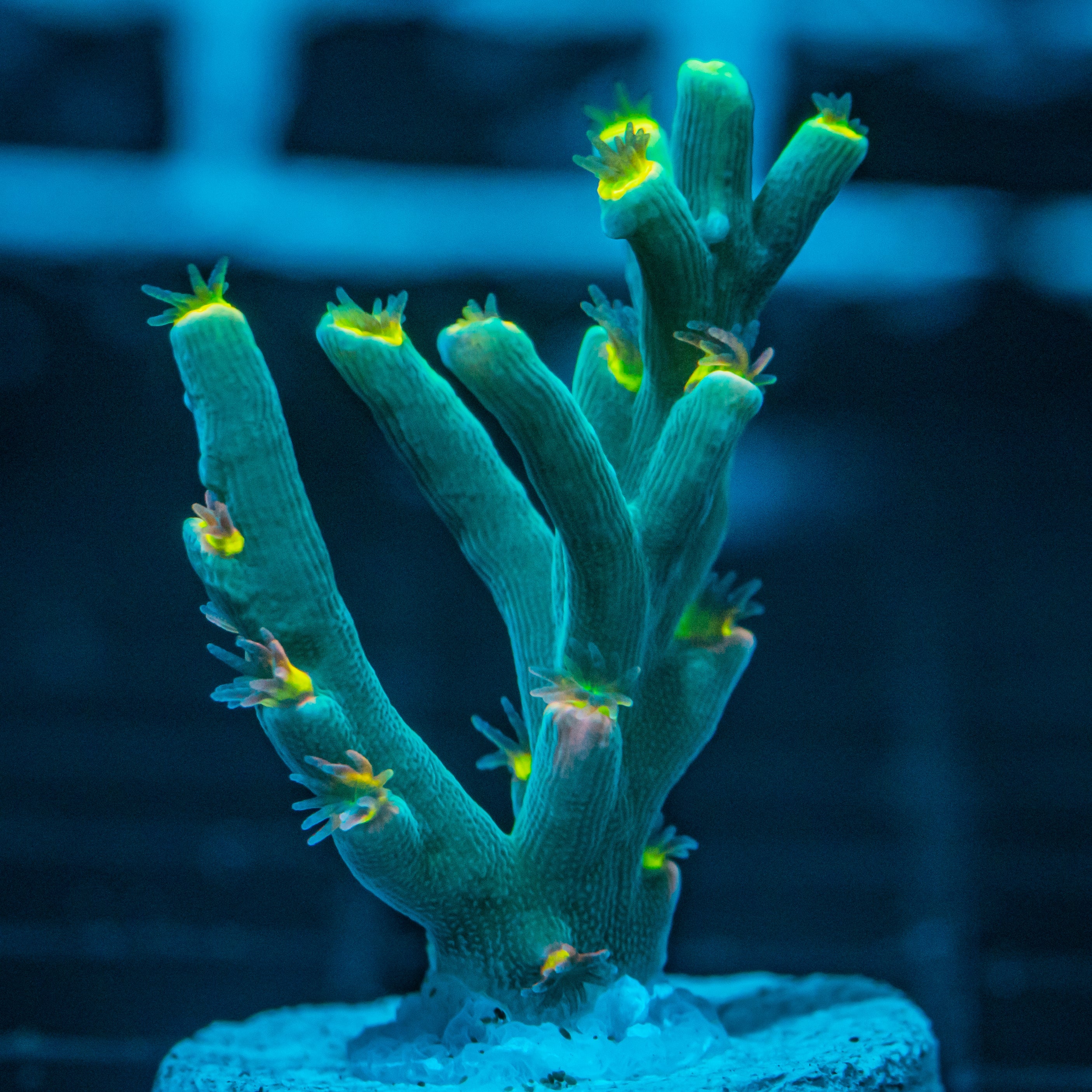 RL Acropora Speciosa SPS Coral Reef Lounge USA