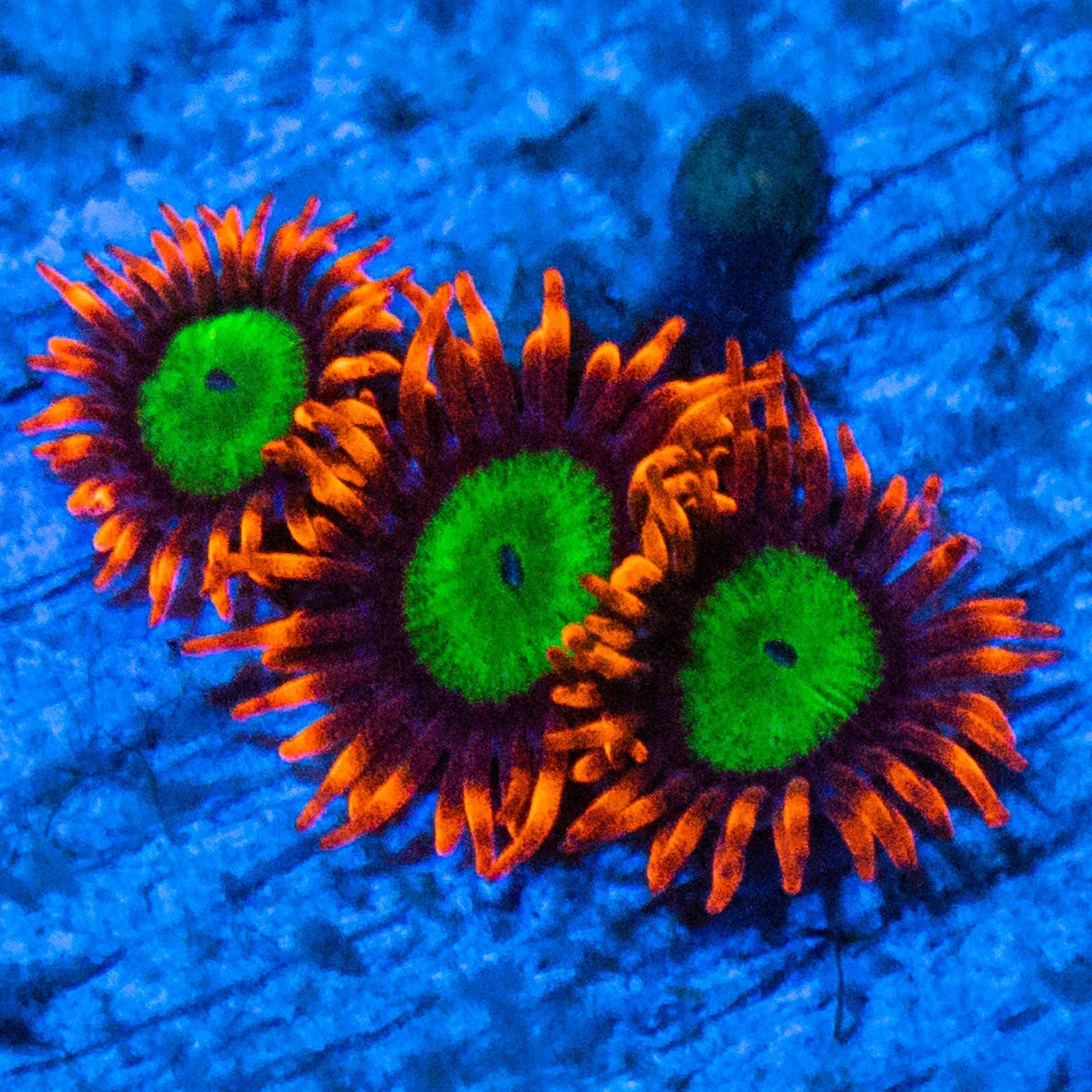 RL Goblins On Fire Zoanthids Soft Coral Reef Lounge USA