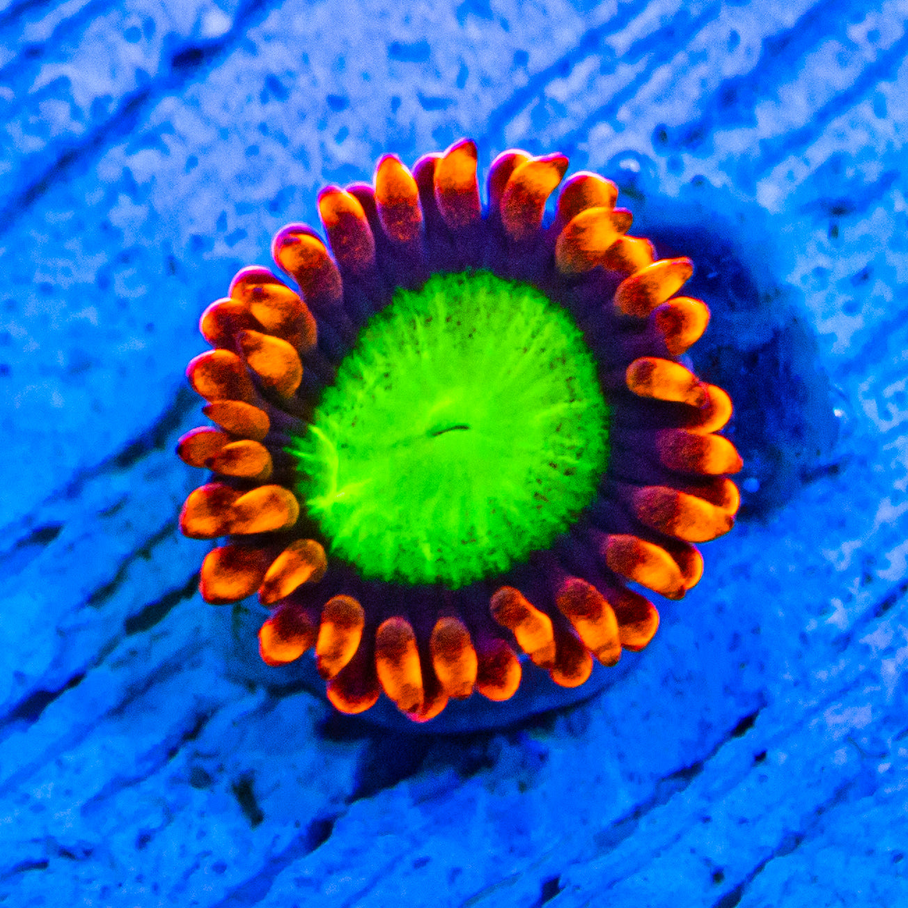 RL Goblins On Fire Zoanthids Soft Coral Reef Lounge USA