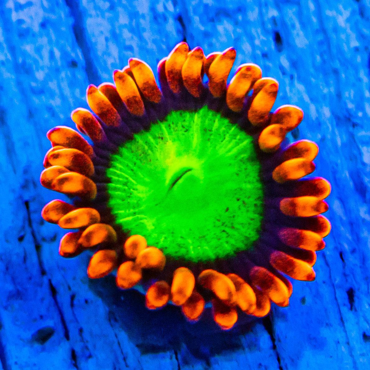 RL Goblins On Fire Zoanthids Soft Coral Reef Lounge USA