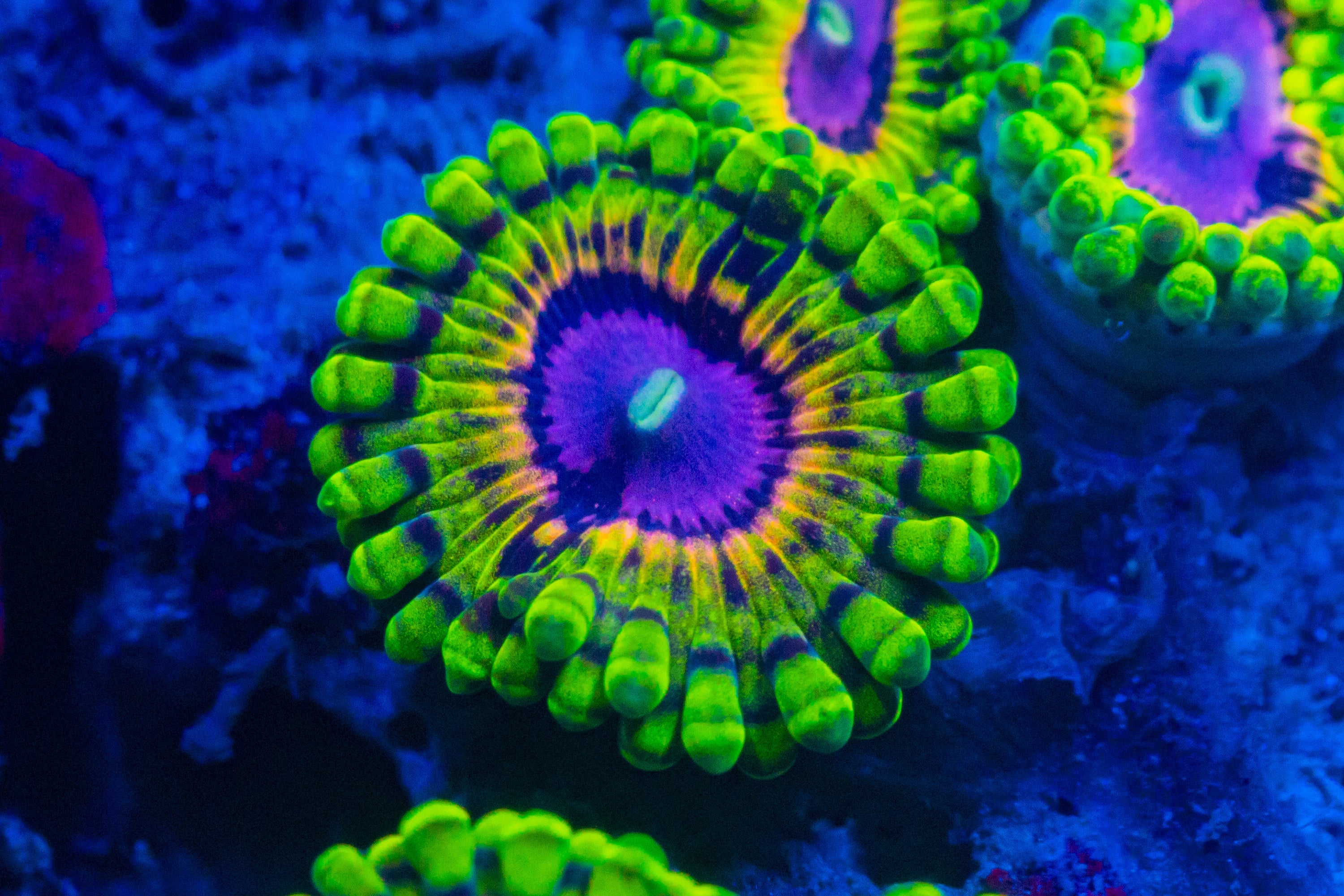 RL Rainbow Void Zoa Soft Coral Reef Lounge USA
