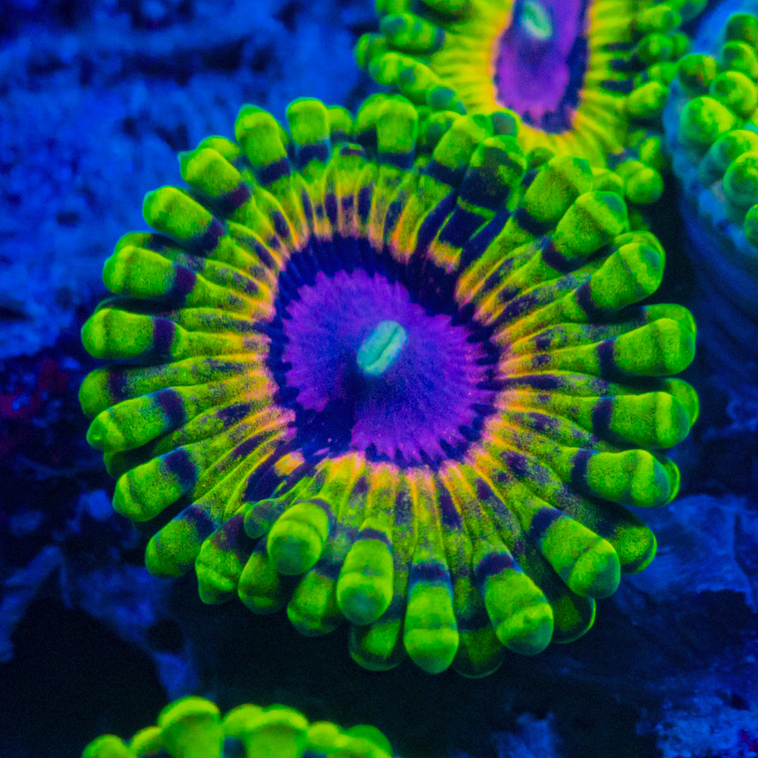 RL Rainbow Void Zoa Soft Coral Reef Lounge USA