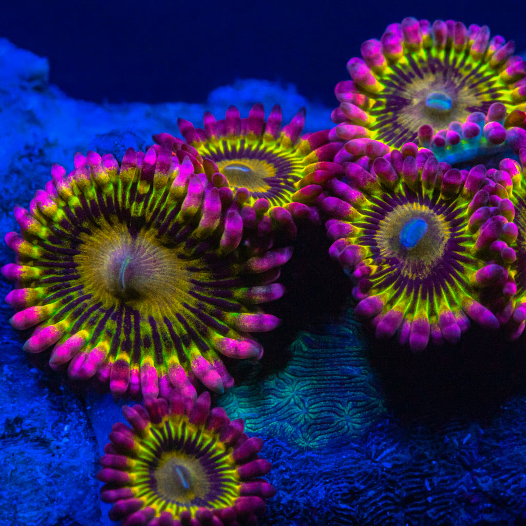 RL Stratocaster Zoanthids