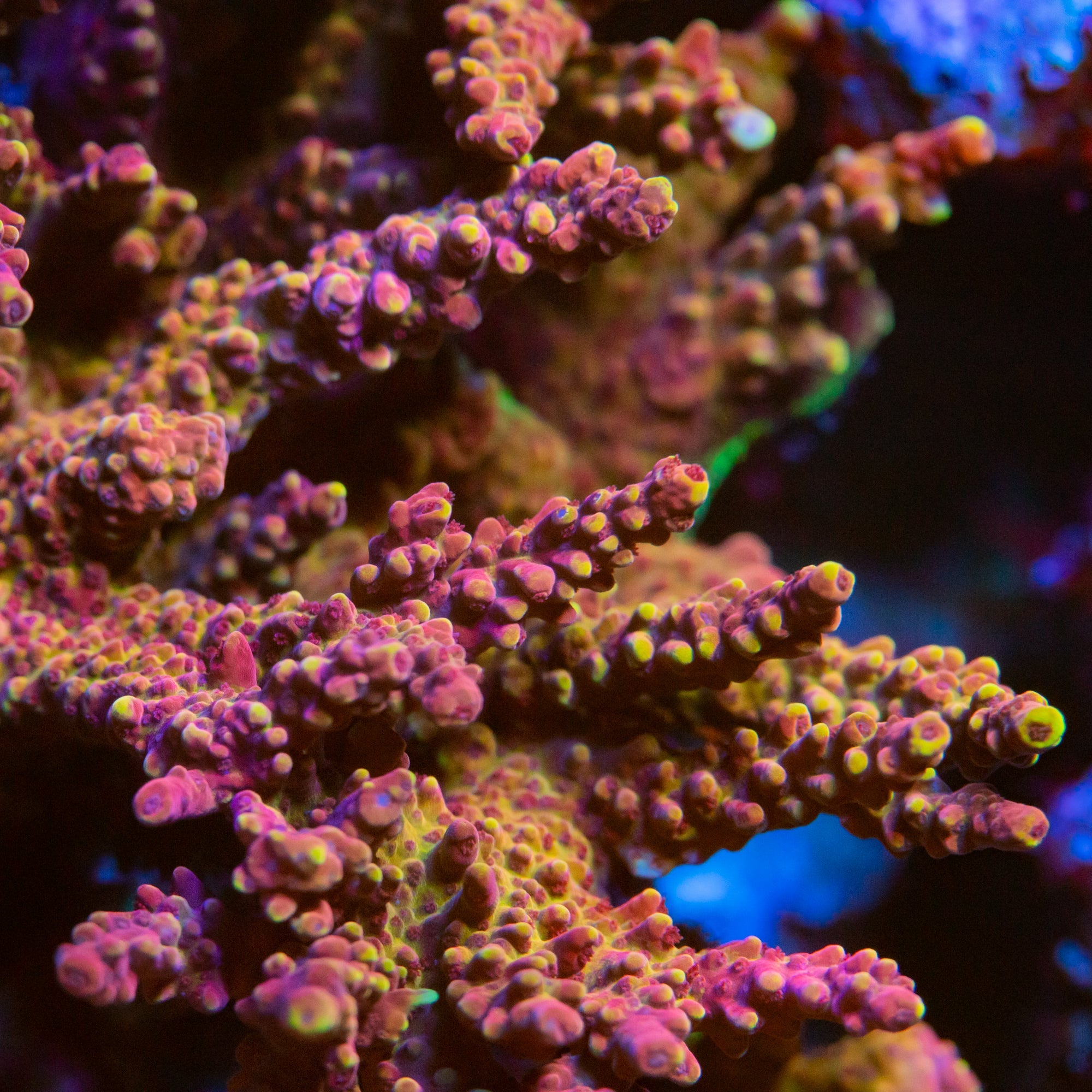 RL Strawberry & Grape Nerds Acropora ( CUT TO ORDER ) SPS Coral Reef Lounge USA 
