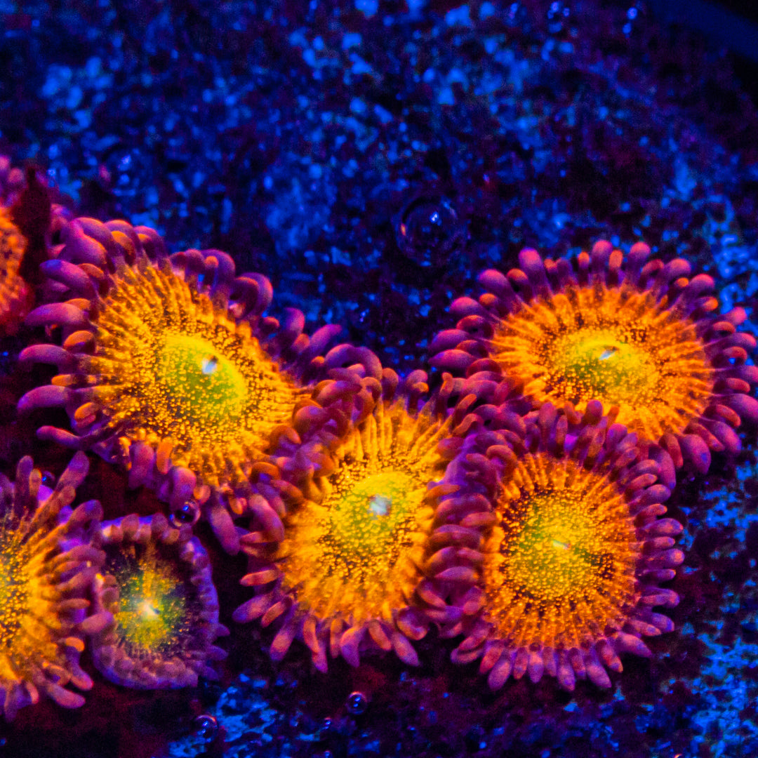RL Taste of Rainbow Zoanthids Soft Coral Reef Lounge USA