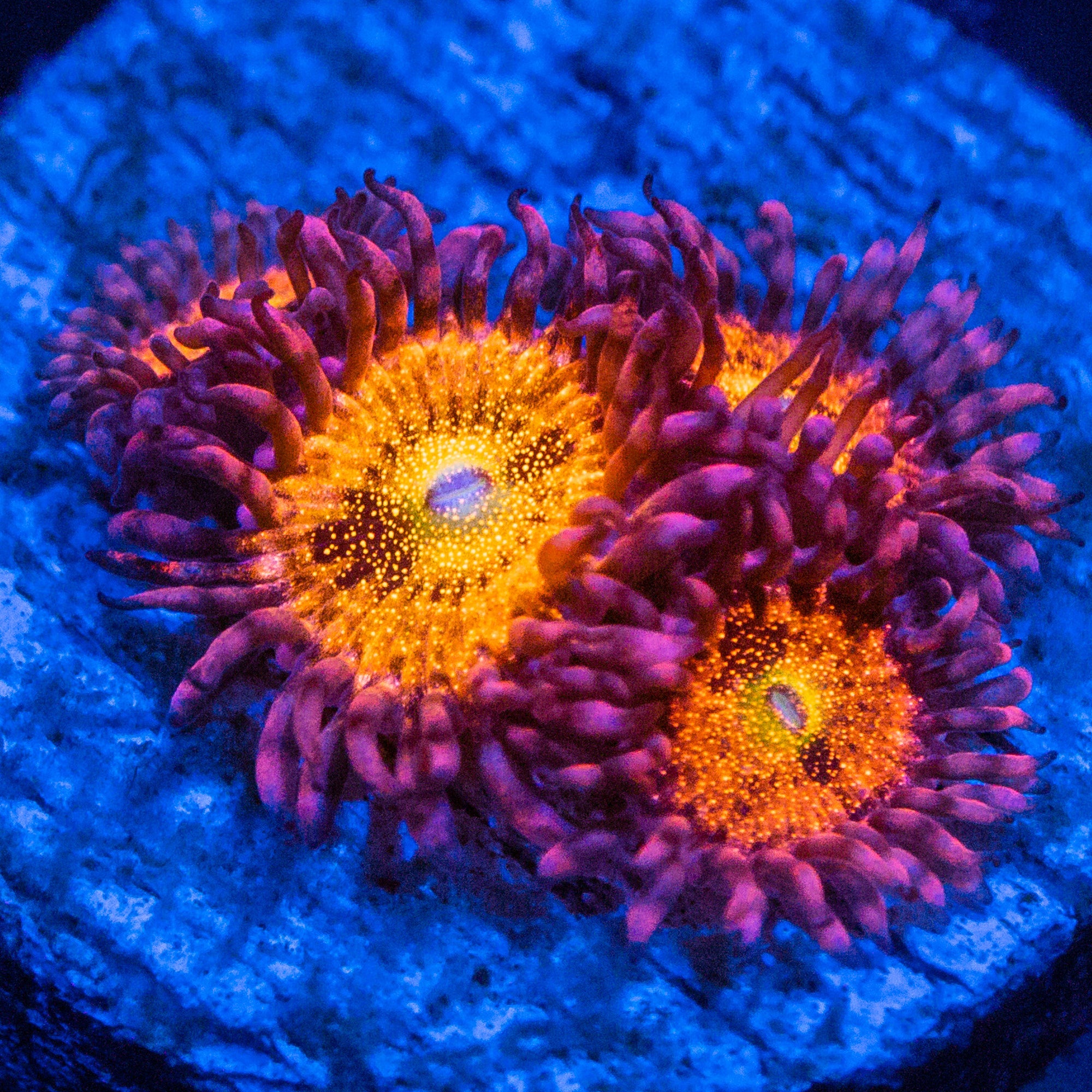 RL Taste of Rainbow Zoanthids Soft Coral Reef Lounge USA