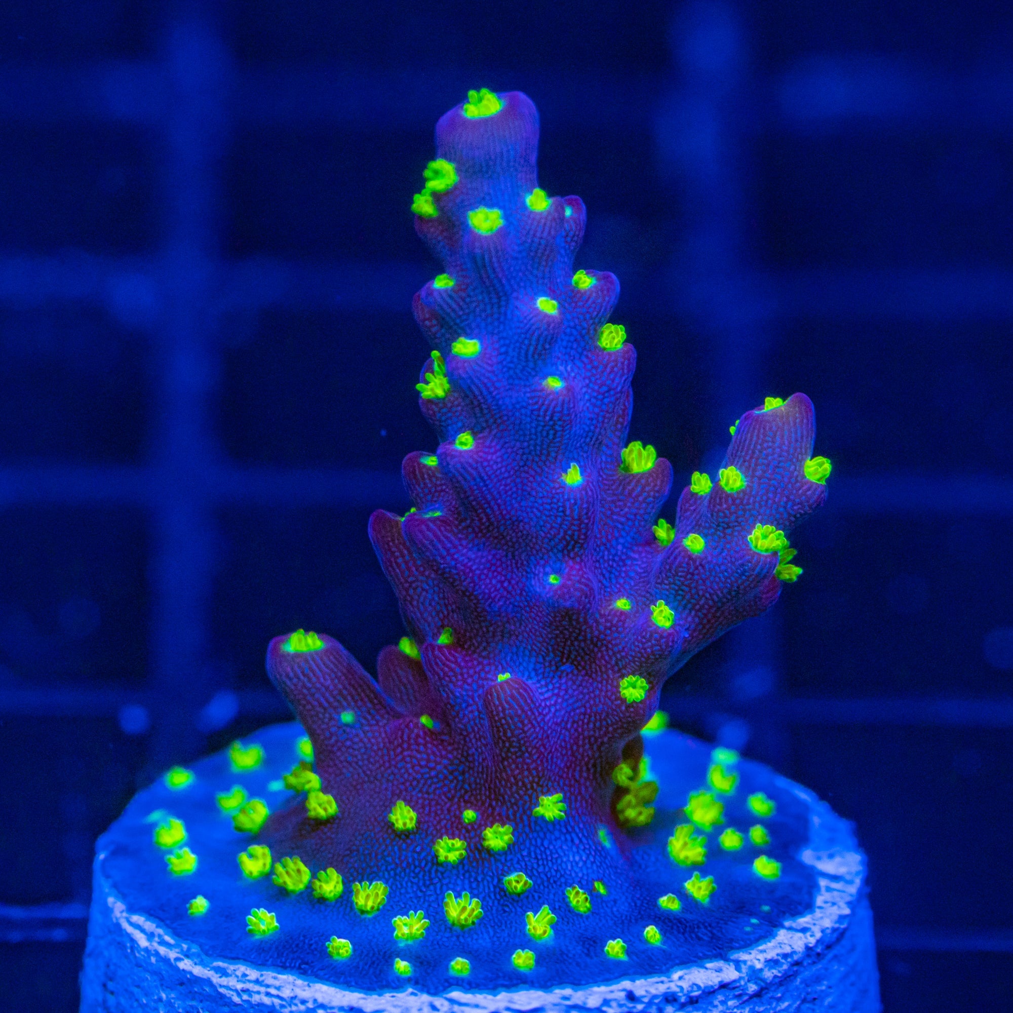 RL Tri-color Acropora SPS Coral Reef Lounge USA 