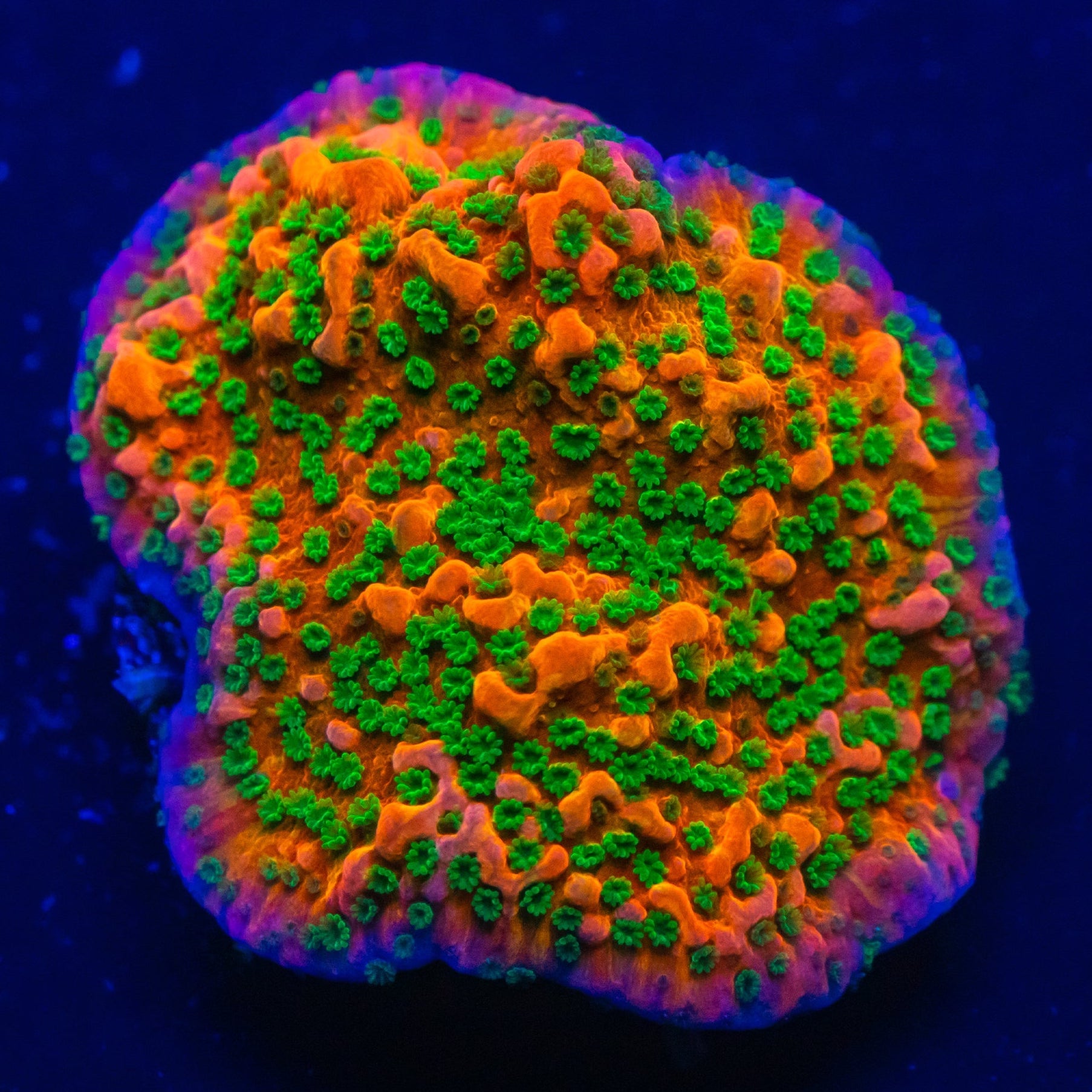 RL Tropic Thunder Montipora Montipora Reef Lounge USA