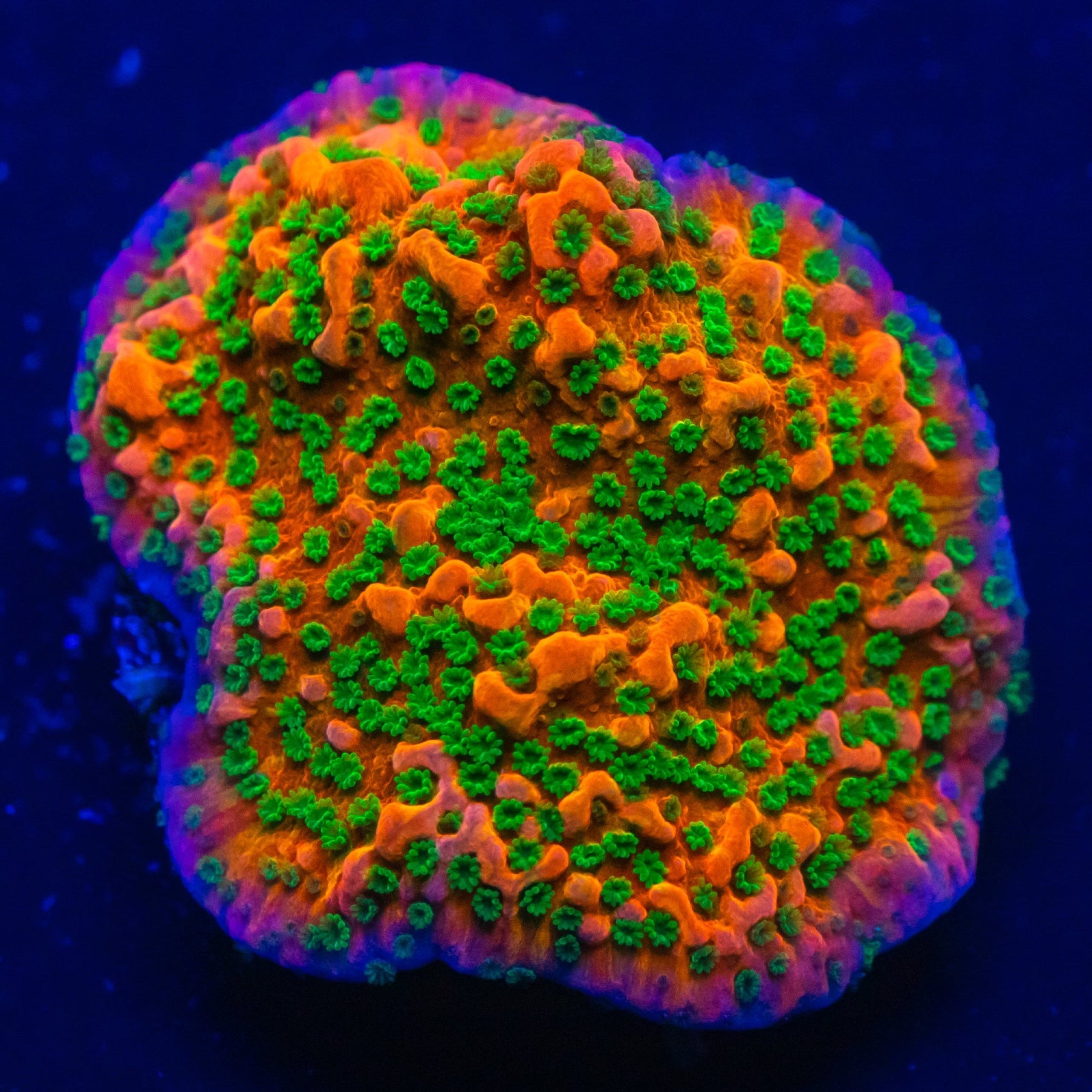 RL Tropic Thunder Montipora Montipora Reef Lounge USA 