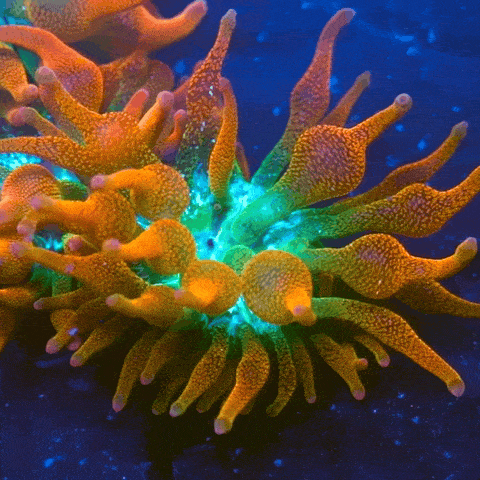 Rose Bubble Tip Anemone Anemone Reef Lounge USA