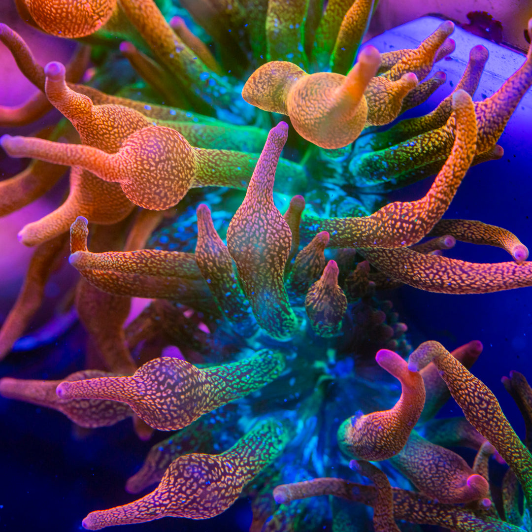 Rose Bubble Tip Anemone Anemone Reef Lounge USA