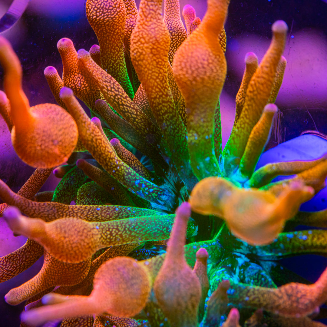 Rose Bubble Tip Anemone Anemone Reef Lounge USA