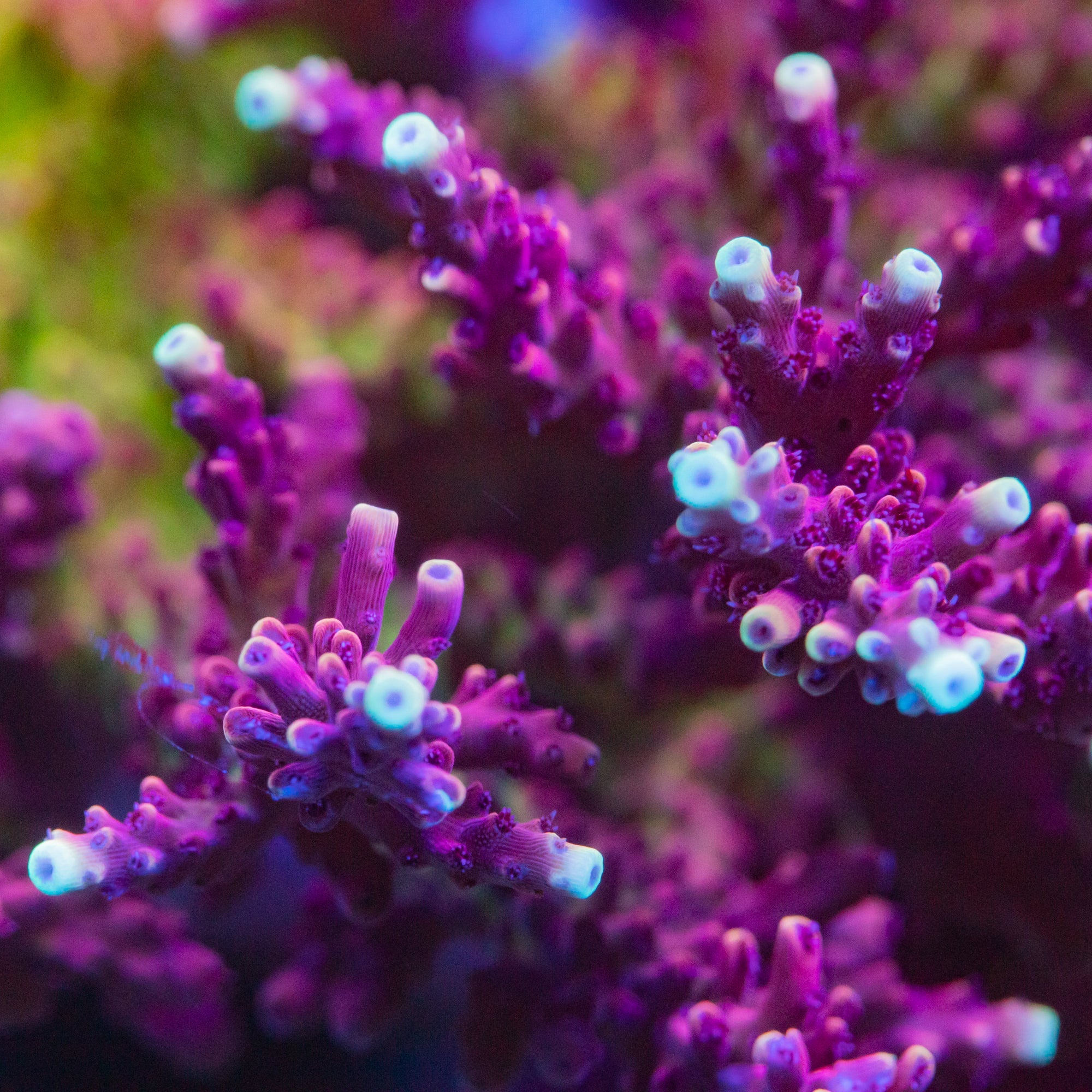 RR Pink Cadillac Acropora ( CUT TO ORDER ) SPS Coral Reef Lounge USA 
