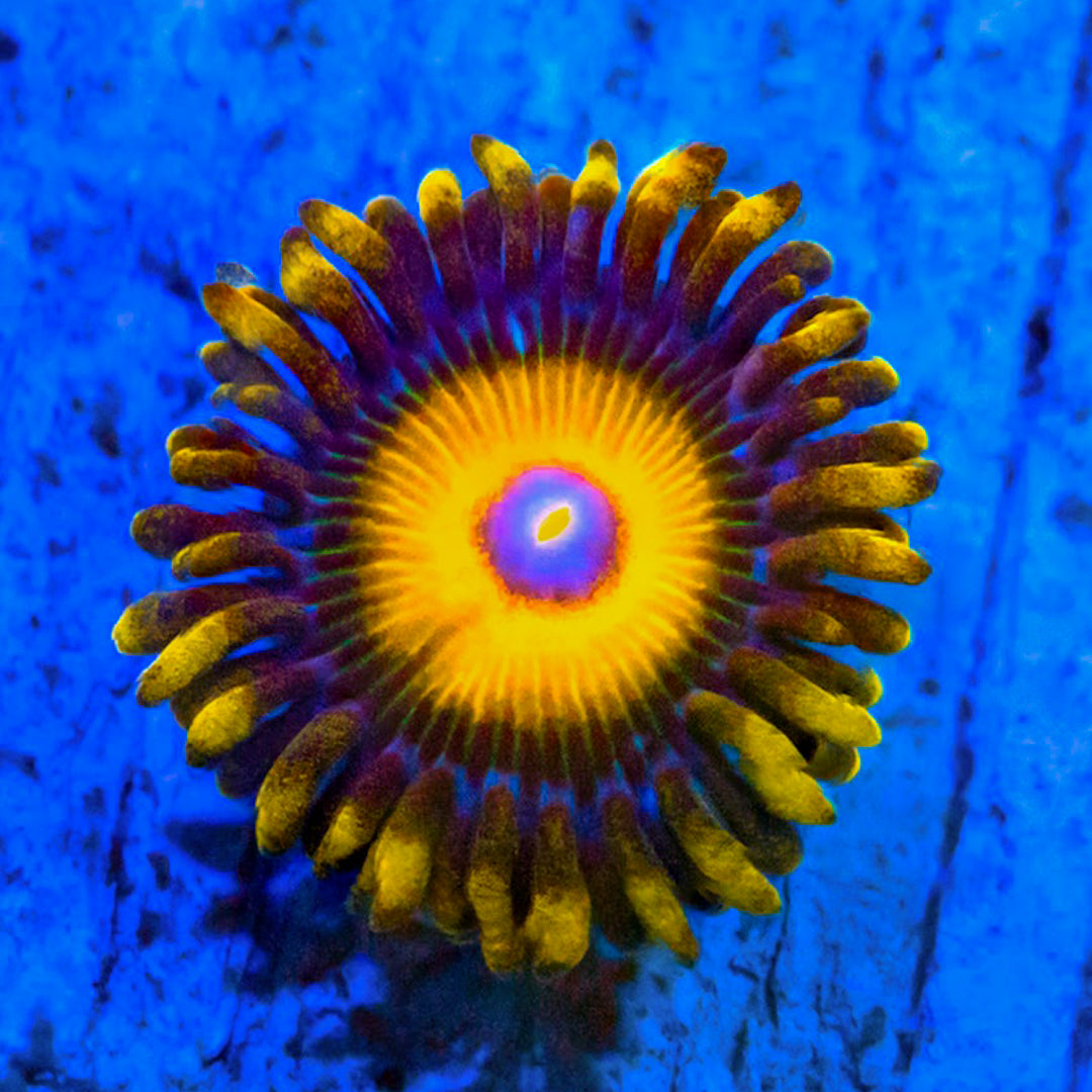 Scrambled Eggs Zoanthids Zoa Reef Lounge USA