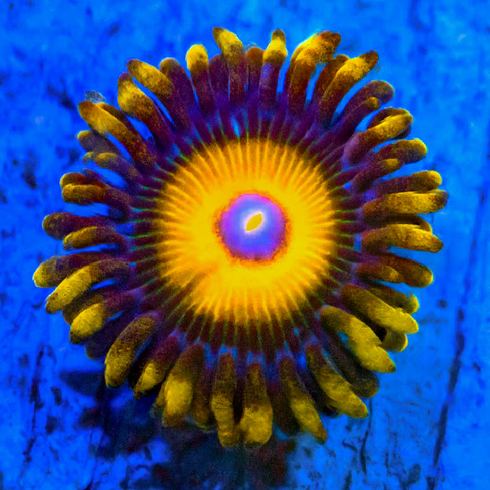Scrambled Eggs Zoanthids Zoa Reef Lounge USA