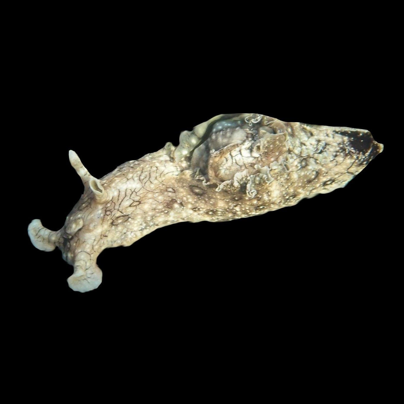 Sea Hare Reef Lounge USA