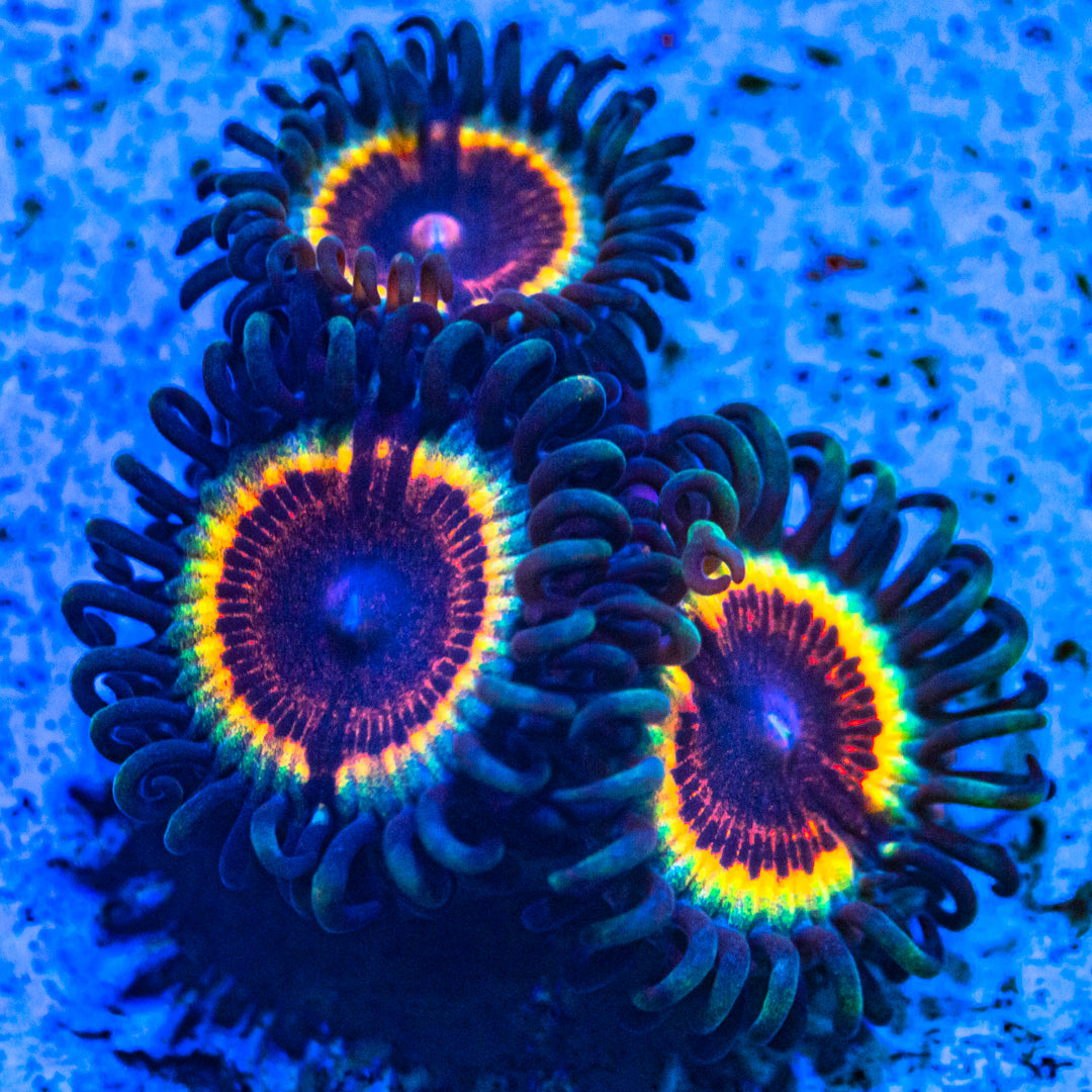 Sonic Flare Zoanthids Zoa Reef Lounge USA