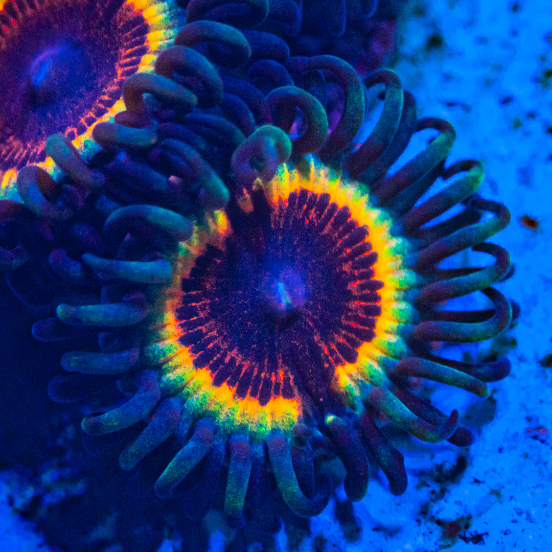 Sonic Flare Zoanthids Zoa Reef Lounge USA